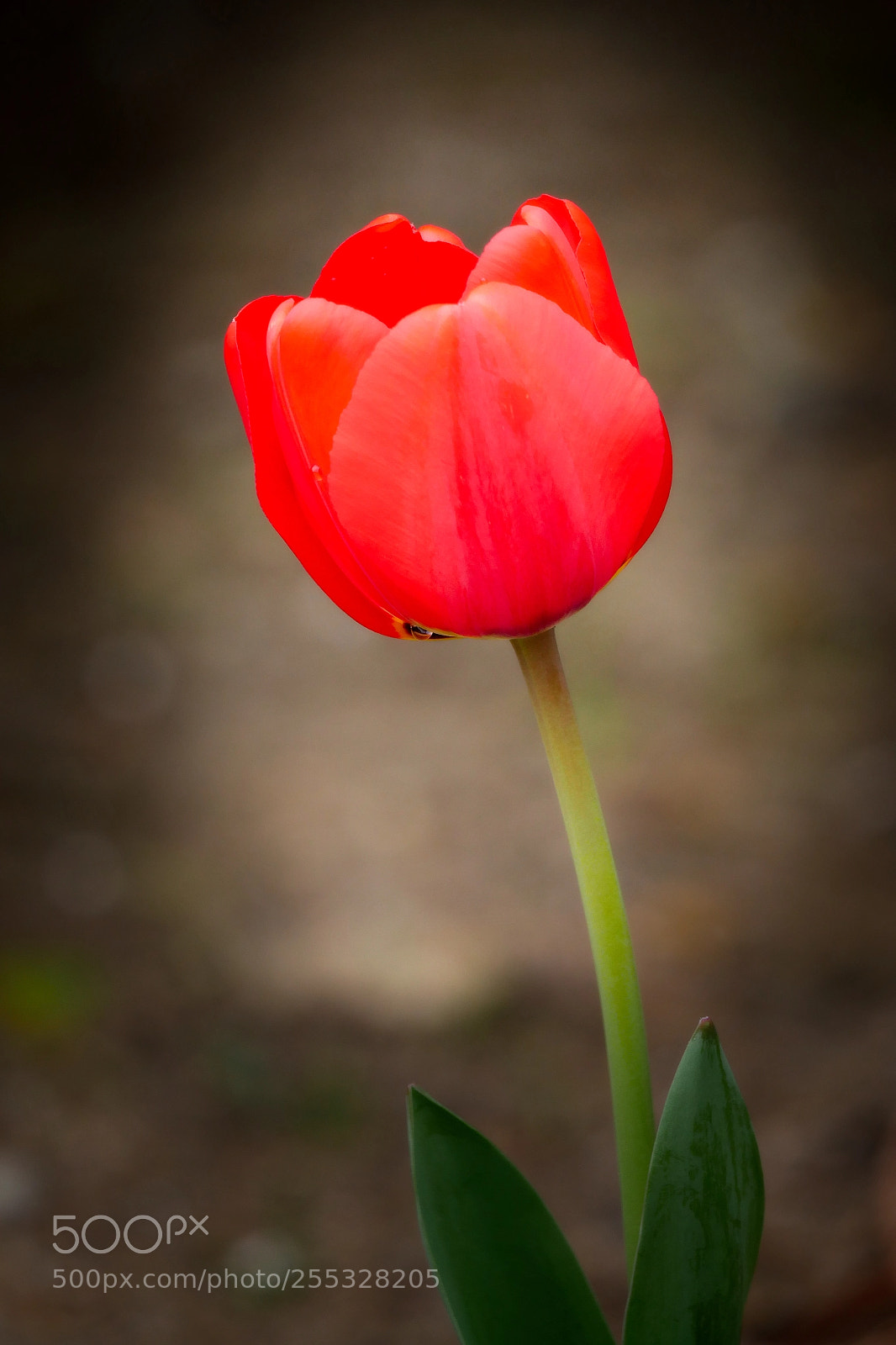Panasonic Lumix DMC-GX8 sample photo. Spring colour photography