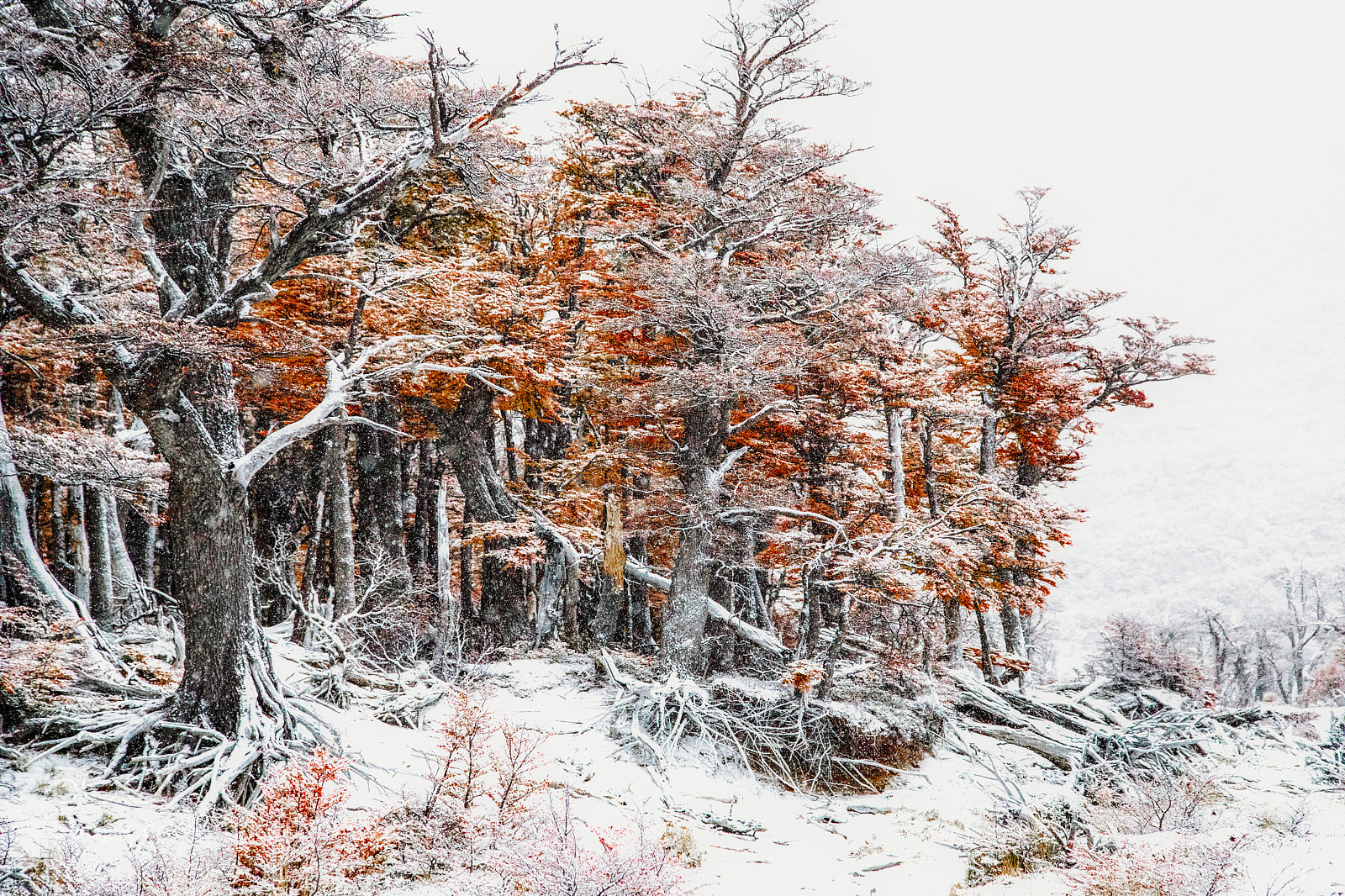 Canon EOS 5D Mark IV sample photo. Snowy autumn. photography