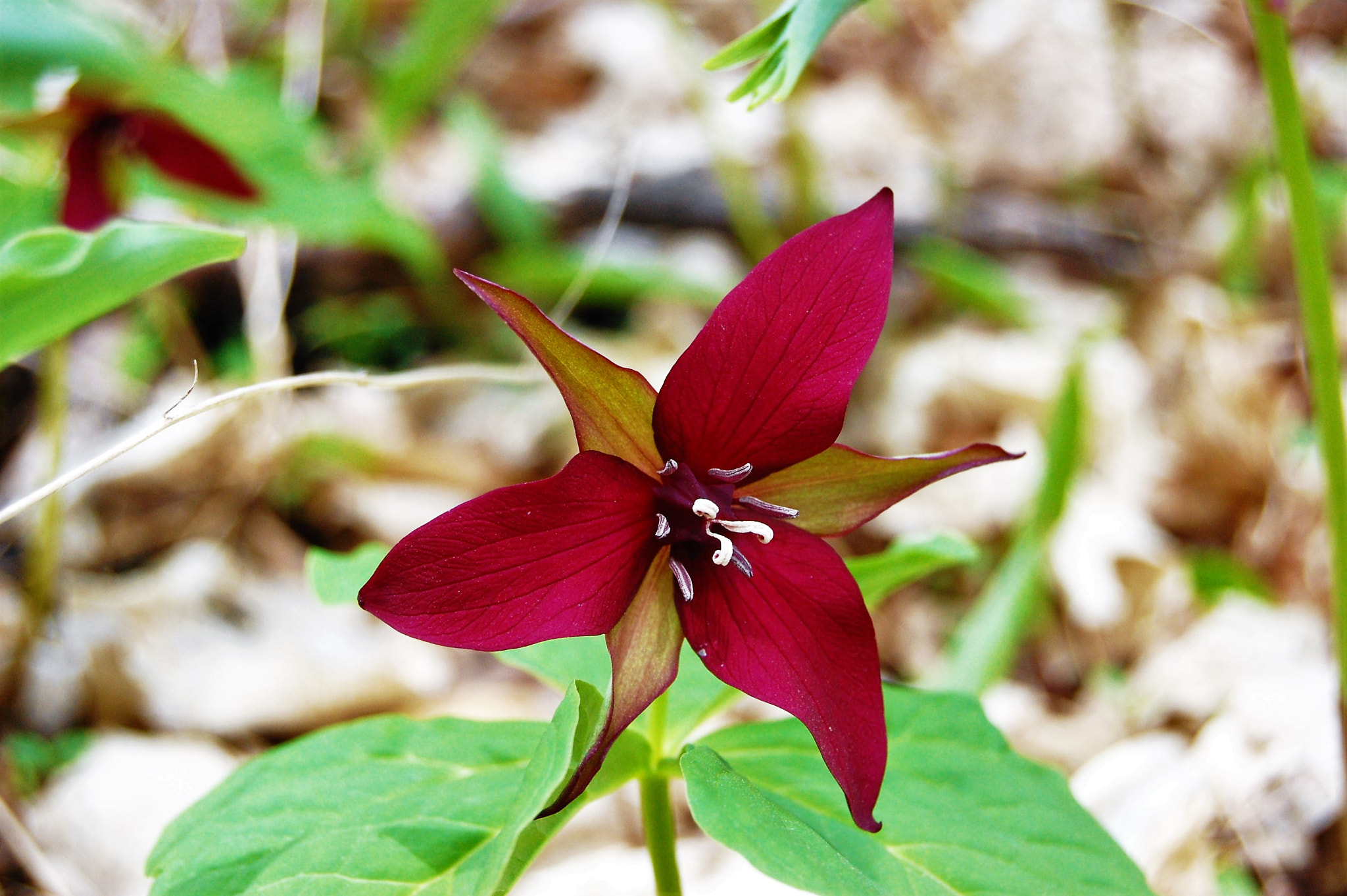 Nikon D40 sample photo. Red trillium photography