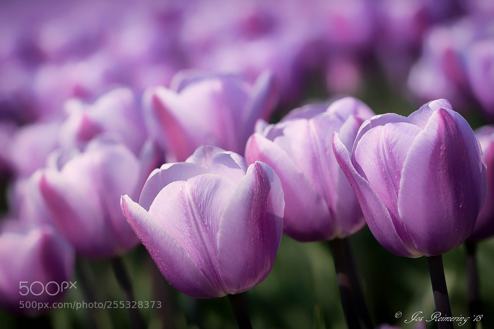 Nikon D500 sample photo. Purple tulips photography