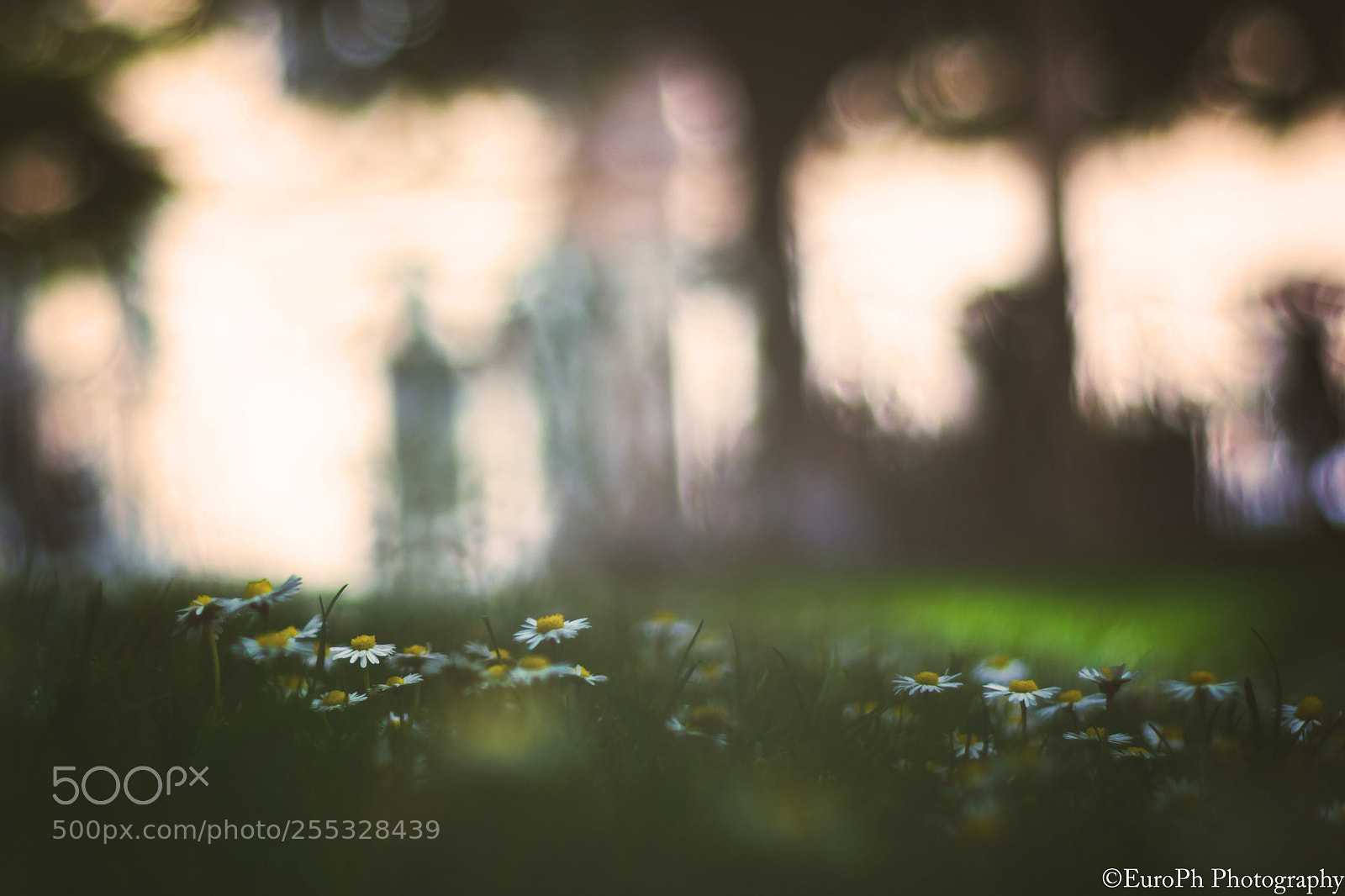 Nikon D7100 sample photo. In the tiny world photography