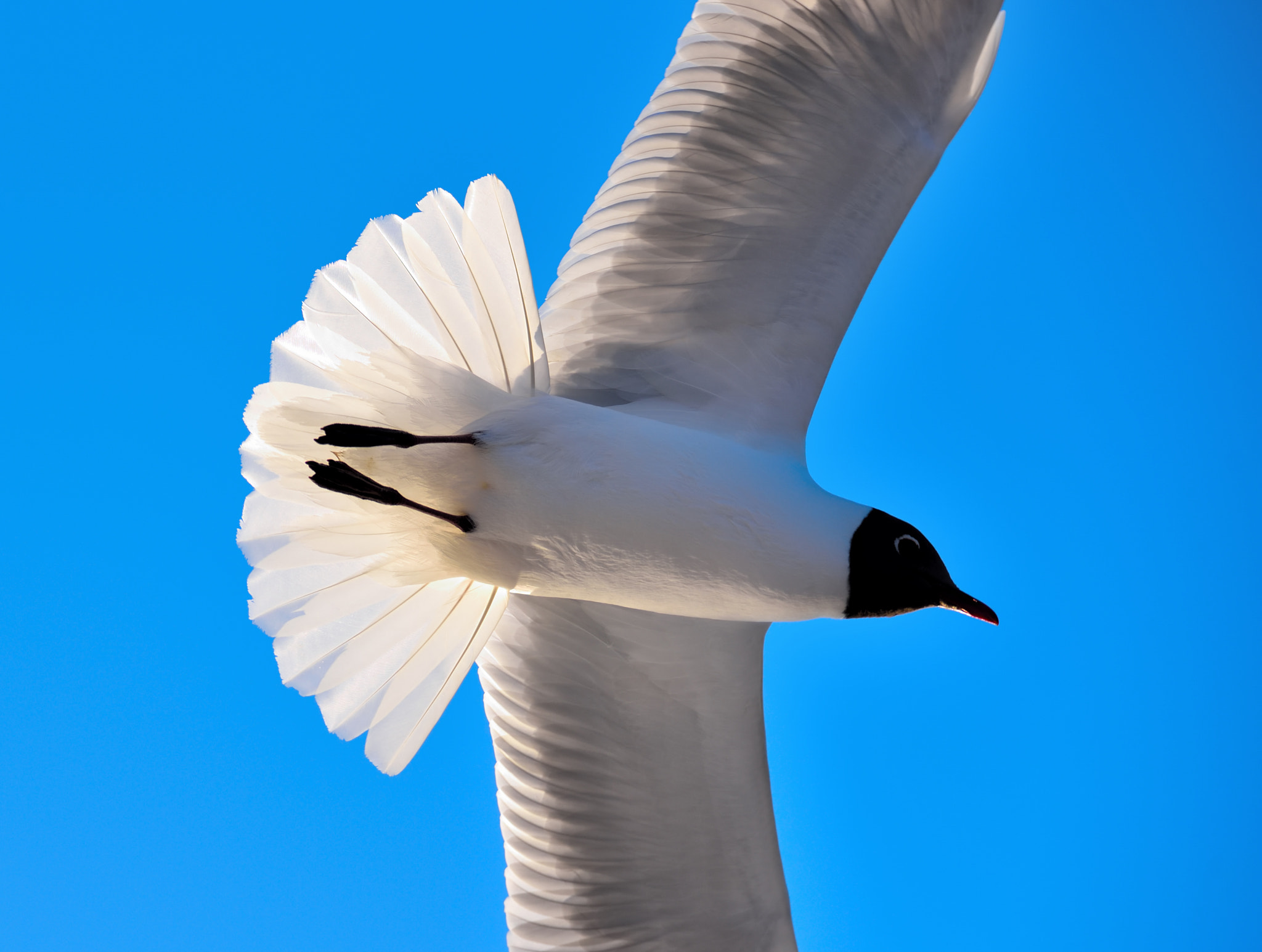 Nikon D750 sample photo. Gull photography