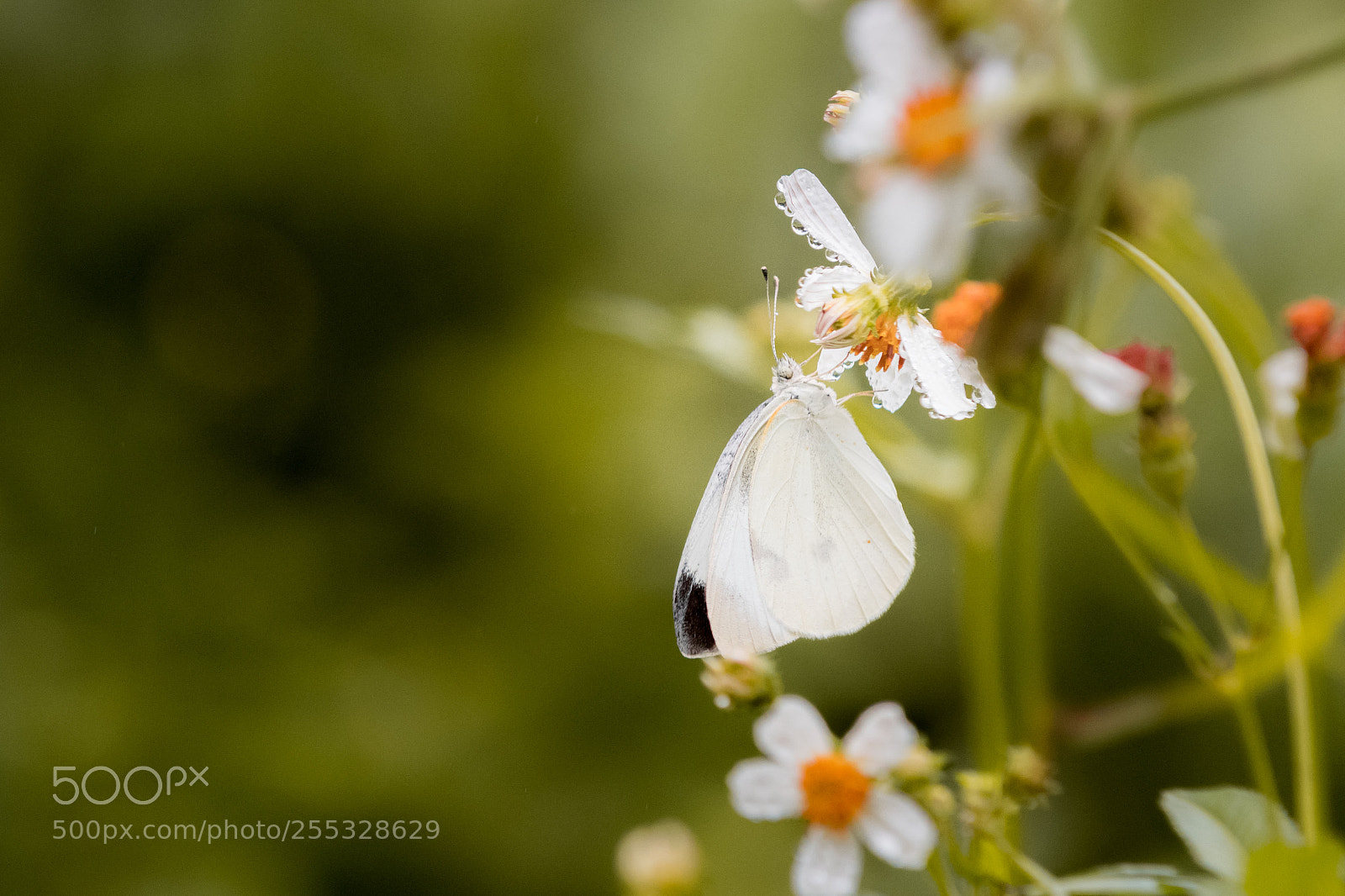 Nikon D500 sample photo. Butterfly photography