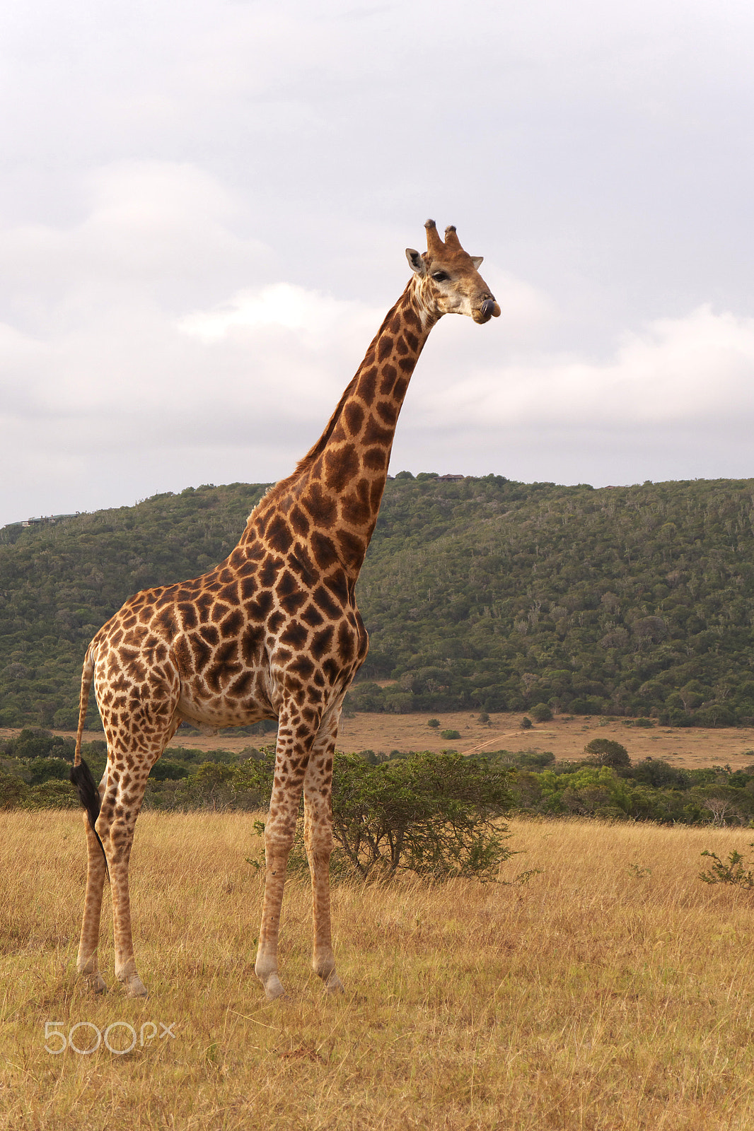 Panasonic Lumix DMC-G5 sample photo. Giraffe in south africa photography