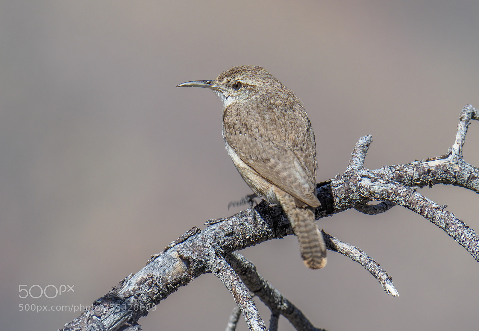 Olympus OM-D E-M1 Mark II sample photo. Bird in grand canyon photography