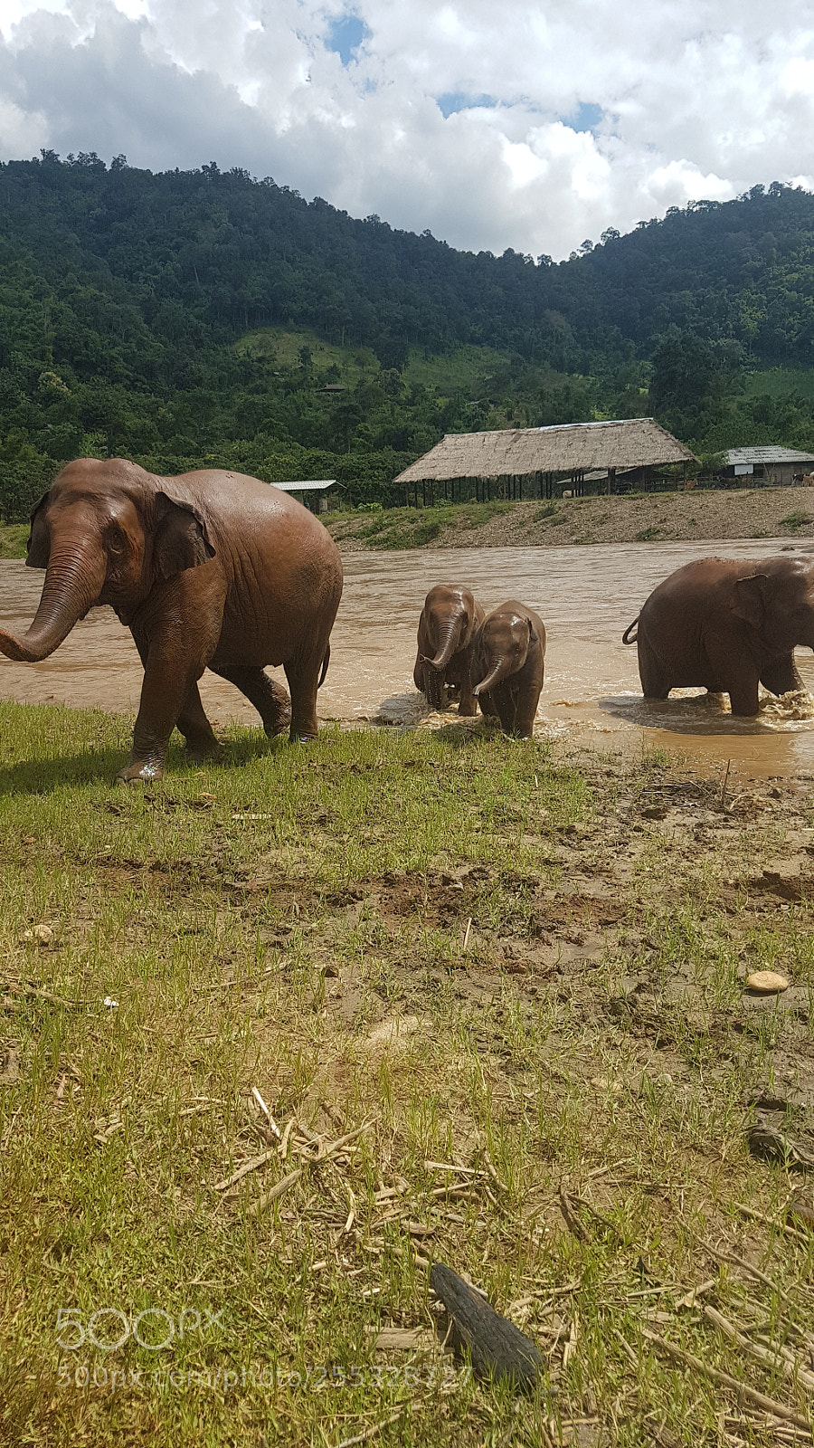 Samsung Galaxy S7 Edge sample photo. Changmai elephant  conservatory photography