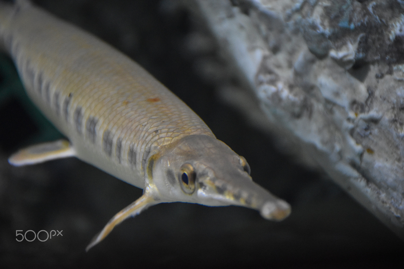 Nikon D5500 sample photo. Fish swimming photography