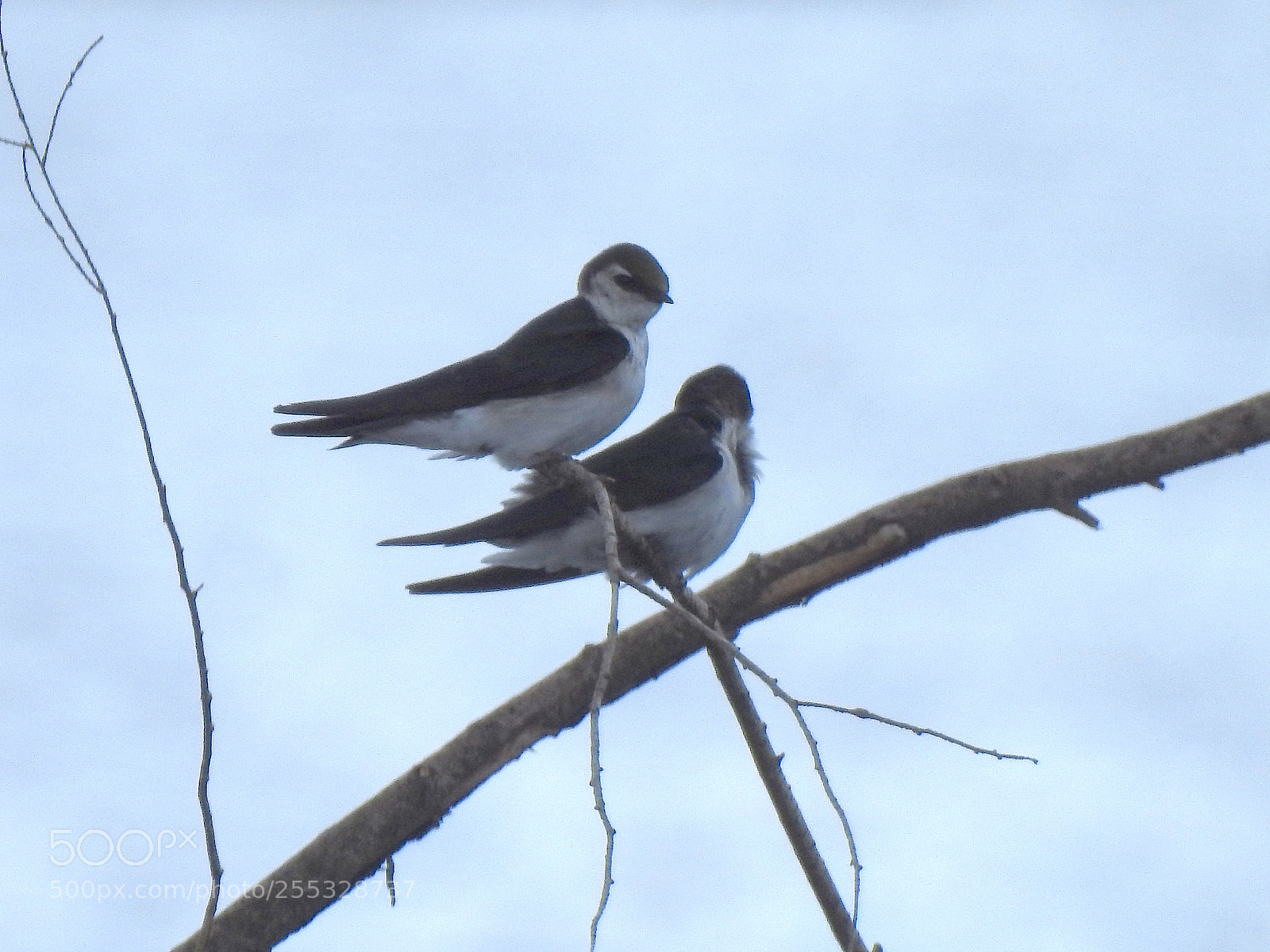 Nikon Coolpix P900 sample photo. Tree swallow photography
