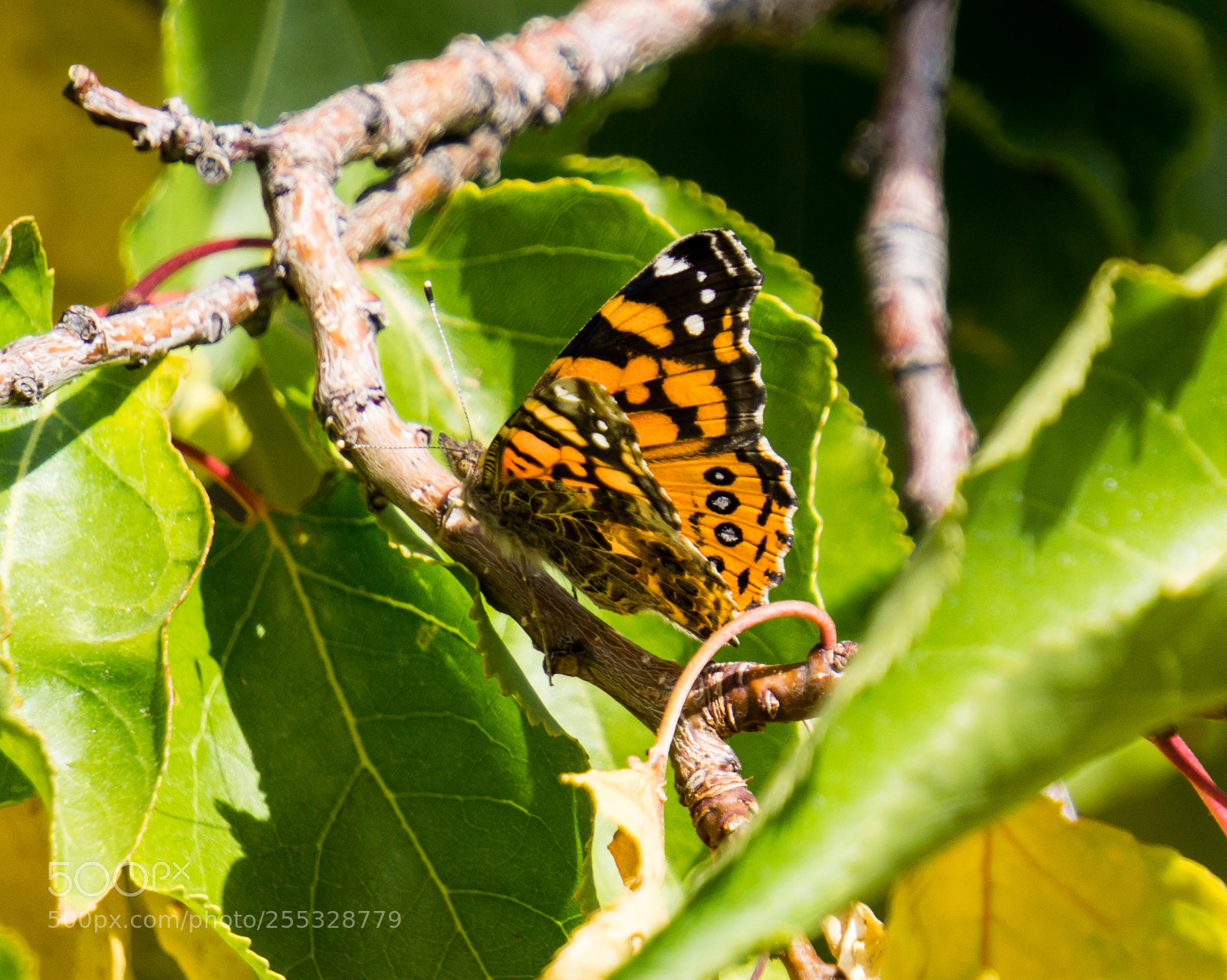 Sony a6000 sample photo. Bfly photography