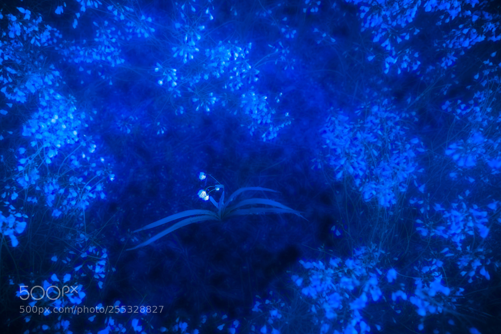 Nikon D610 sample photo. Blue & white photography