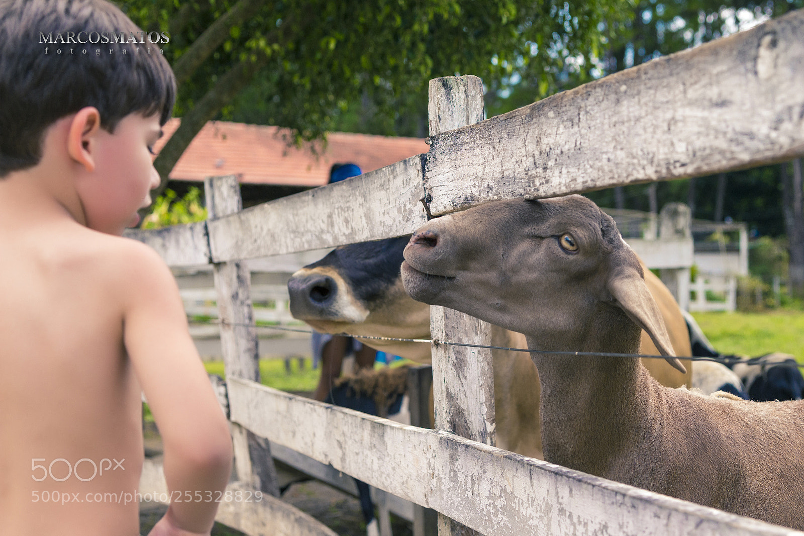 Canon EOS 700D (EOS Rebel T5i / EOS Kiss X7i) sample photo. Marcosmatosfotografia photography