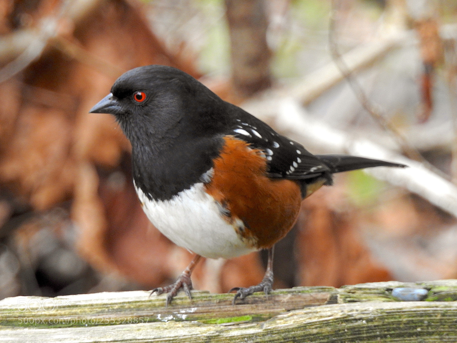 Nikon Coolpix P900 sample photo. Towhee photography