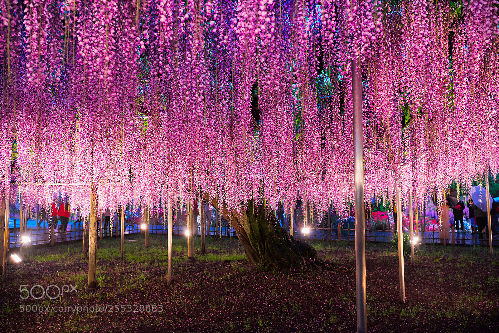 Nikon D850 sample photo. Wisteria flower like jewel photography