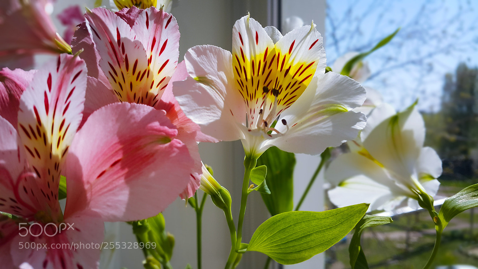 Samsung Galaxy Note4 sample photo. Untitled photography