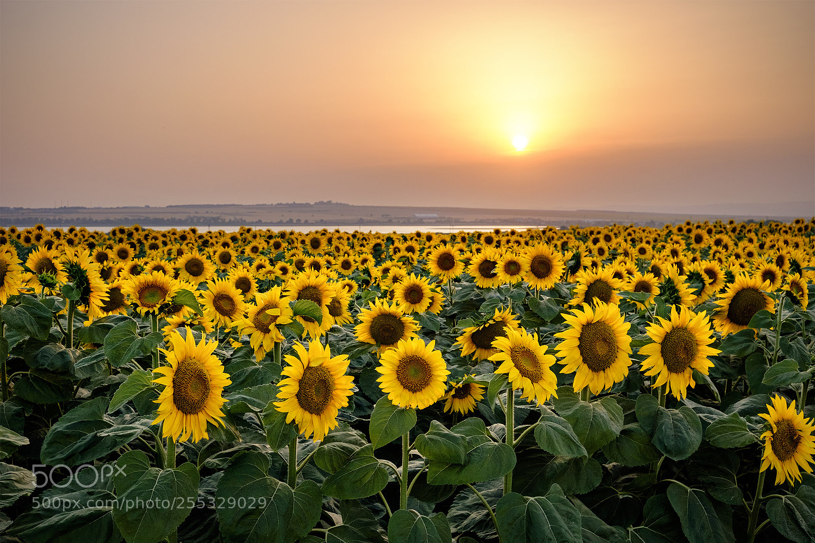 Fujifilm X-T10 sample photo. Summer sunset photography