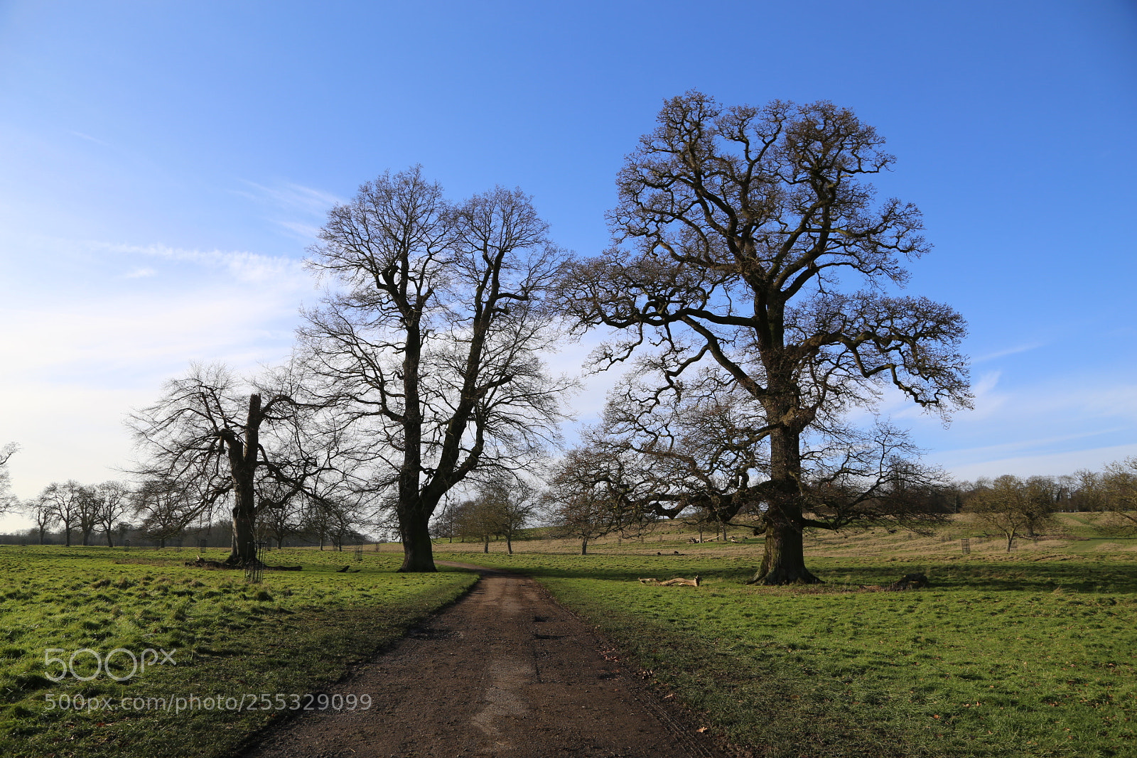 Canon EOS 6D + Canon EF 24-105mm F4L IS USM sample photo. National trust, wimpole hall photography