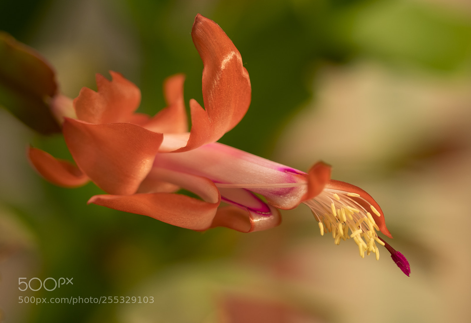Nikon D5300 sample photo. Aa dsc o photography