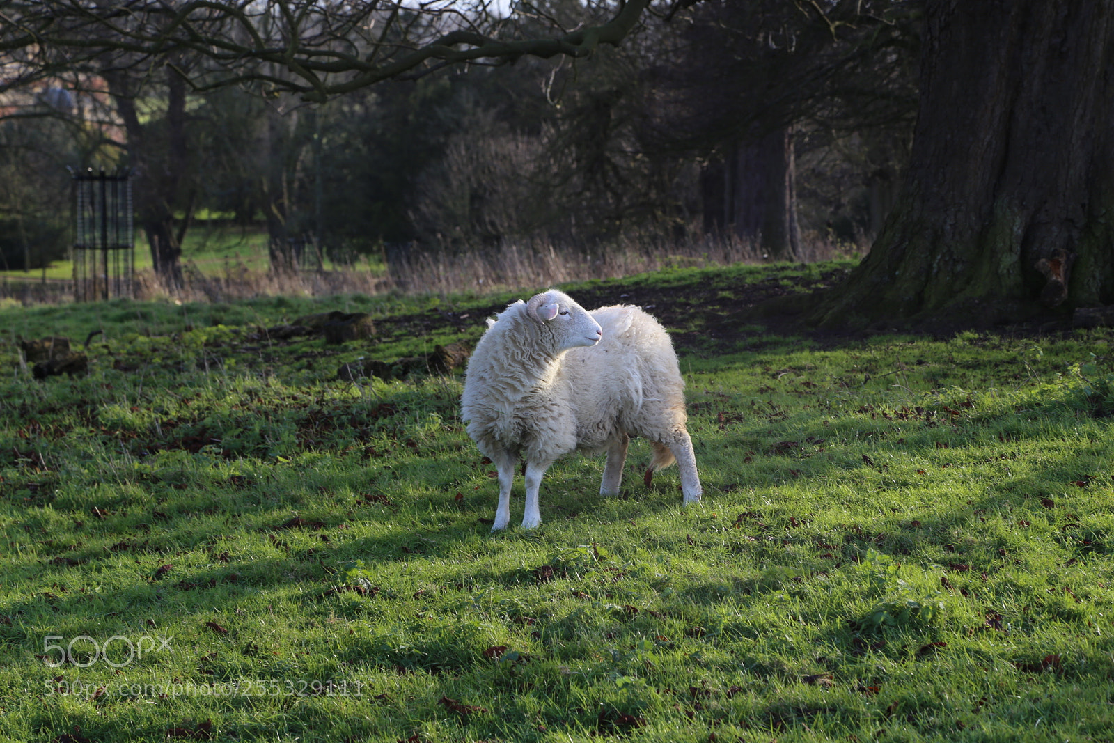 Canon EOS 6D + Canon EF 24-105mm F4L IS USM sample photo. National trust, wimpole hall photography
