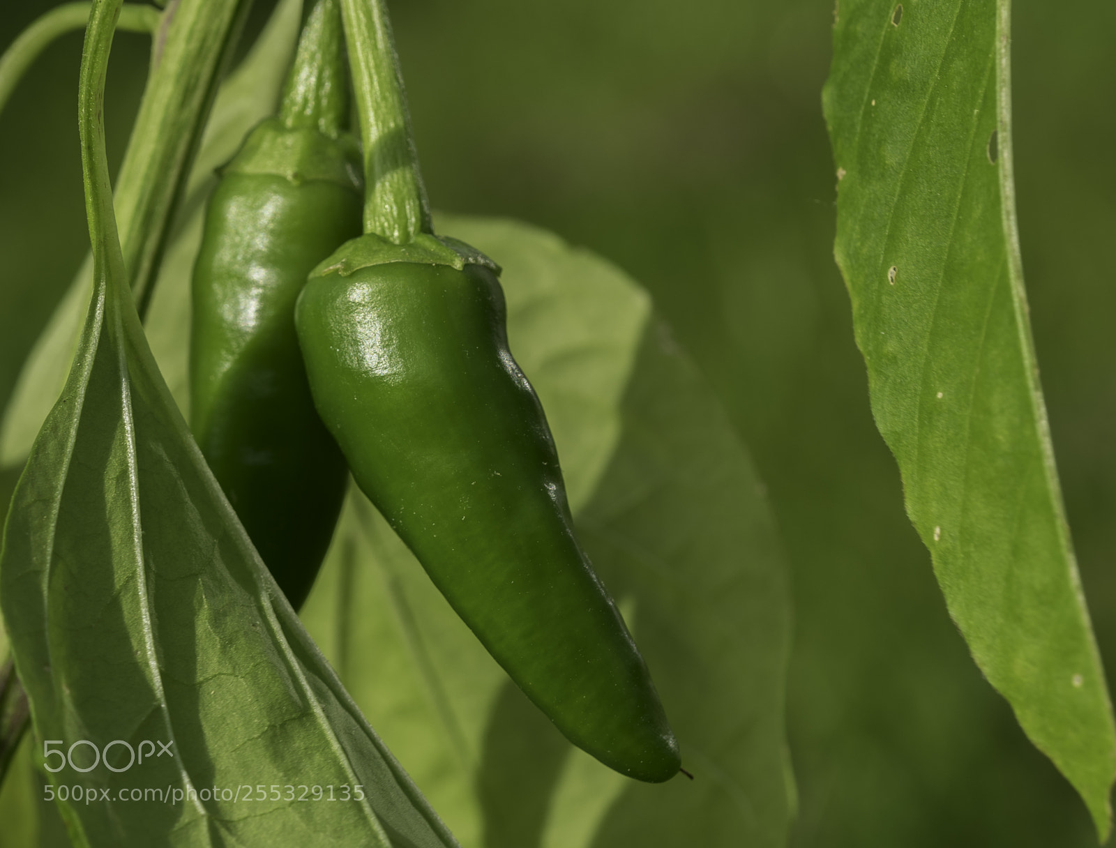 Nikon D5300 sample photo. Chili o photography