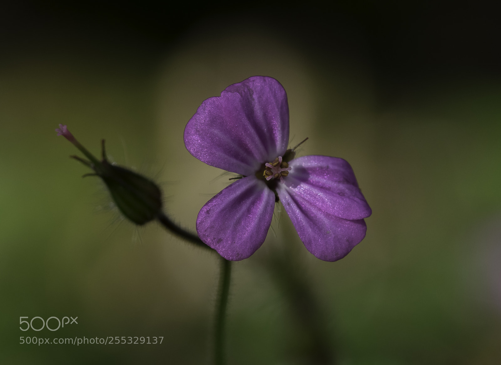 Nikon D5300 sample photo. Flower o photography