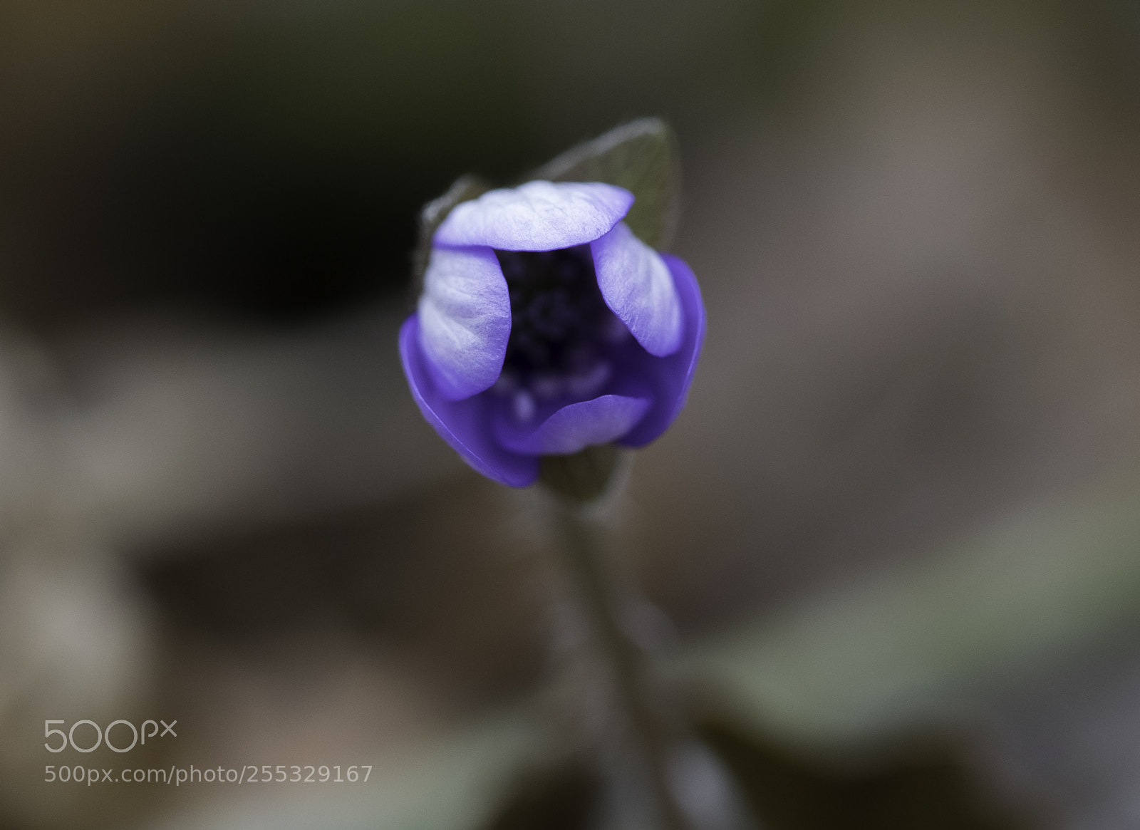 Nikon D5300 sample photo. Flower o photography