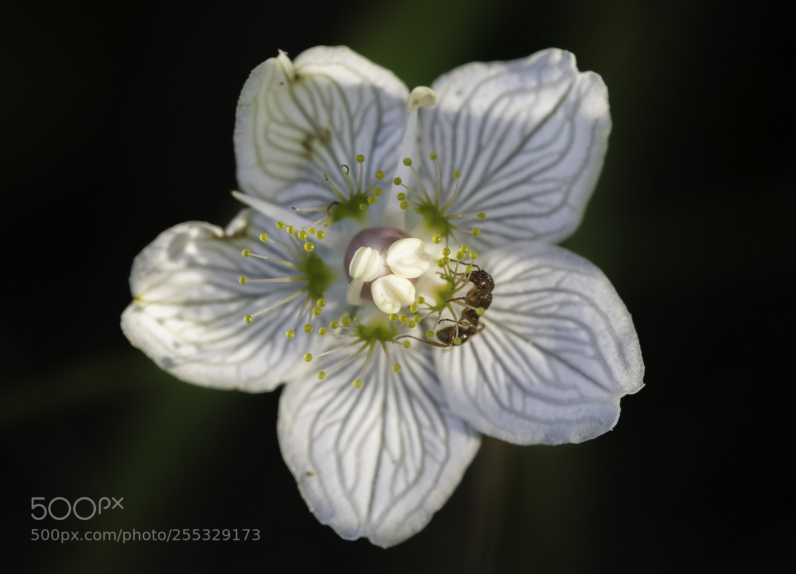 Nikon D5300 sample photo. Flower o photography