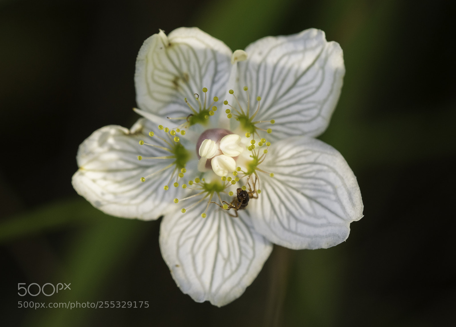 Nikon D5300 sample photo. Flower o photography