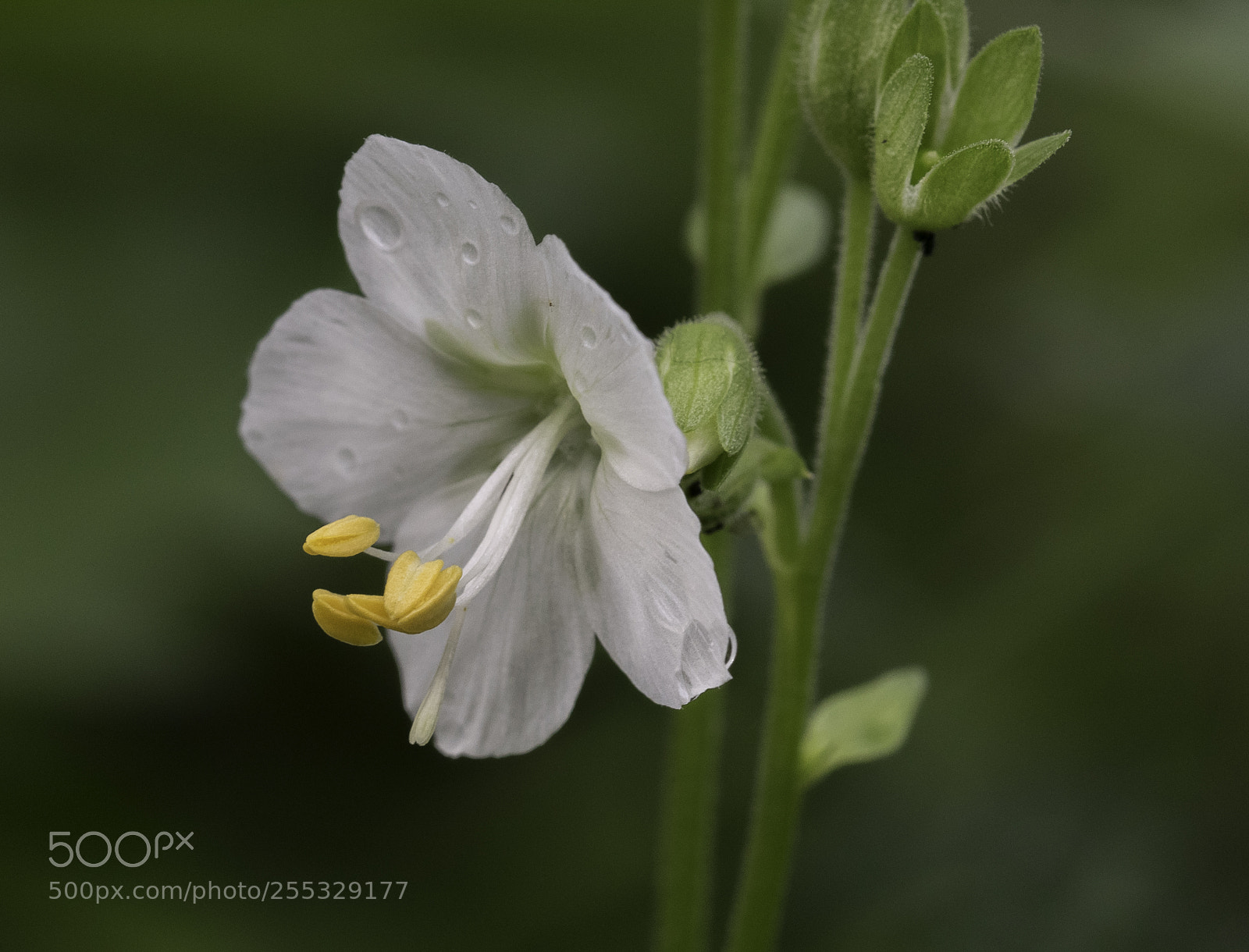 Nikon D5300 sample photo. Flower o photography