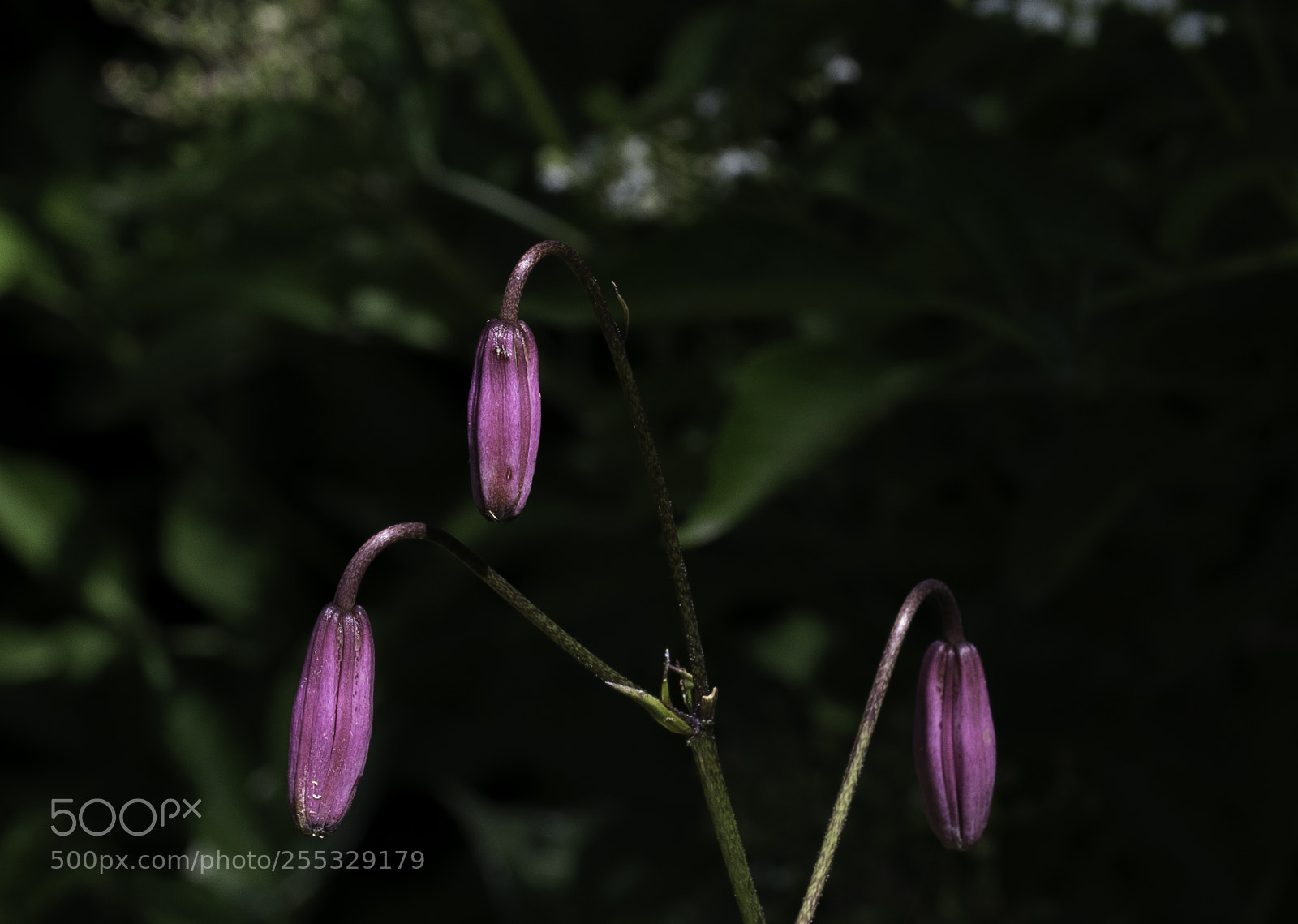 Nikon D5300 sample photo. Flower o photography