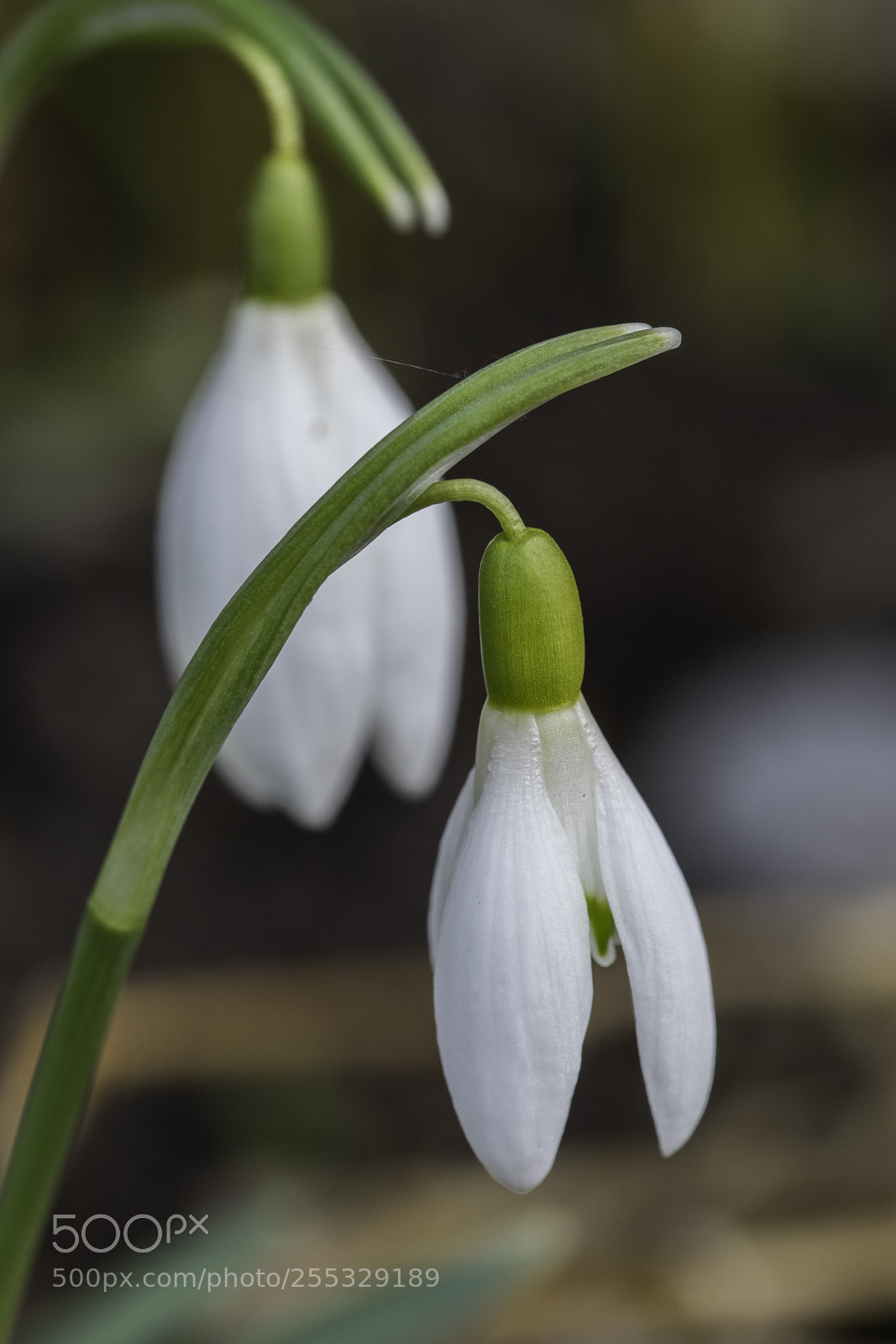 Nikon D5300 sample photo. Flower o photography