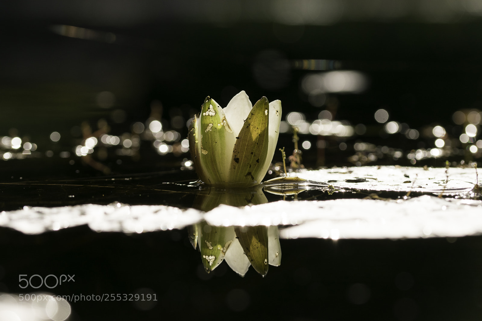 Nikon D5300 sample photo. Flower o photography