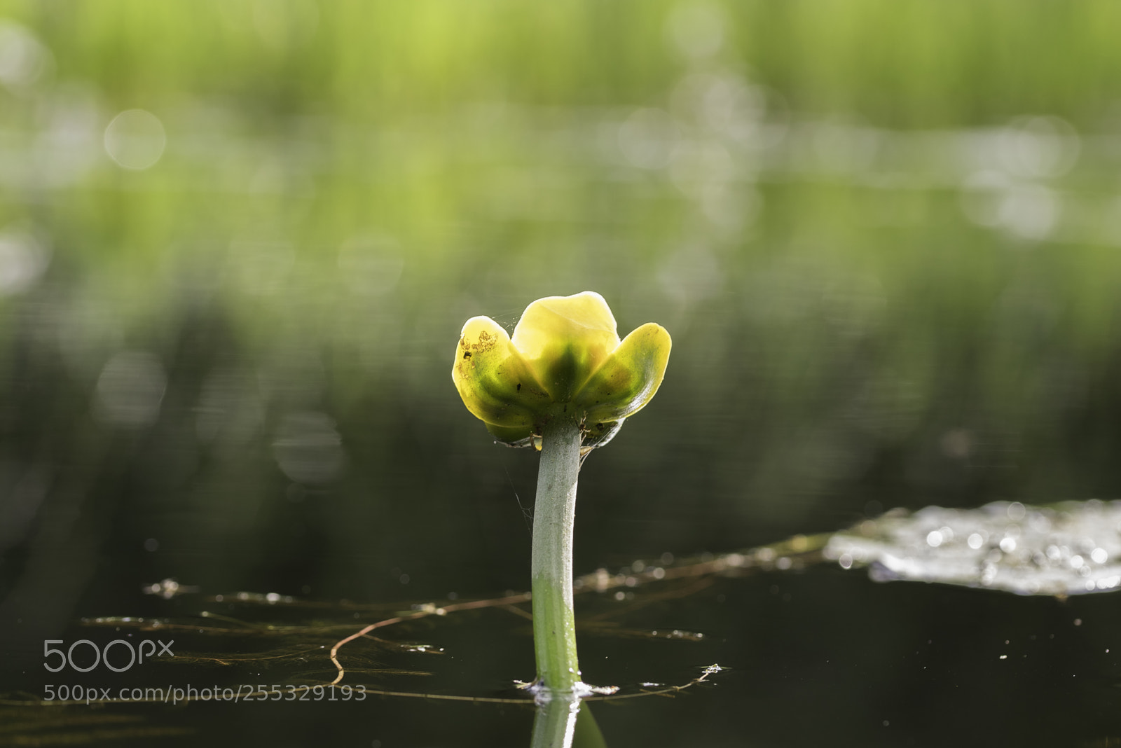 Nikon D5300 sample photo. Flower o photography