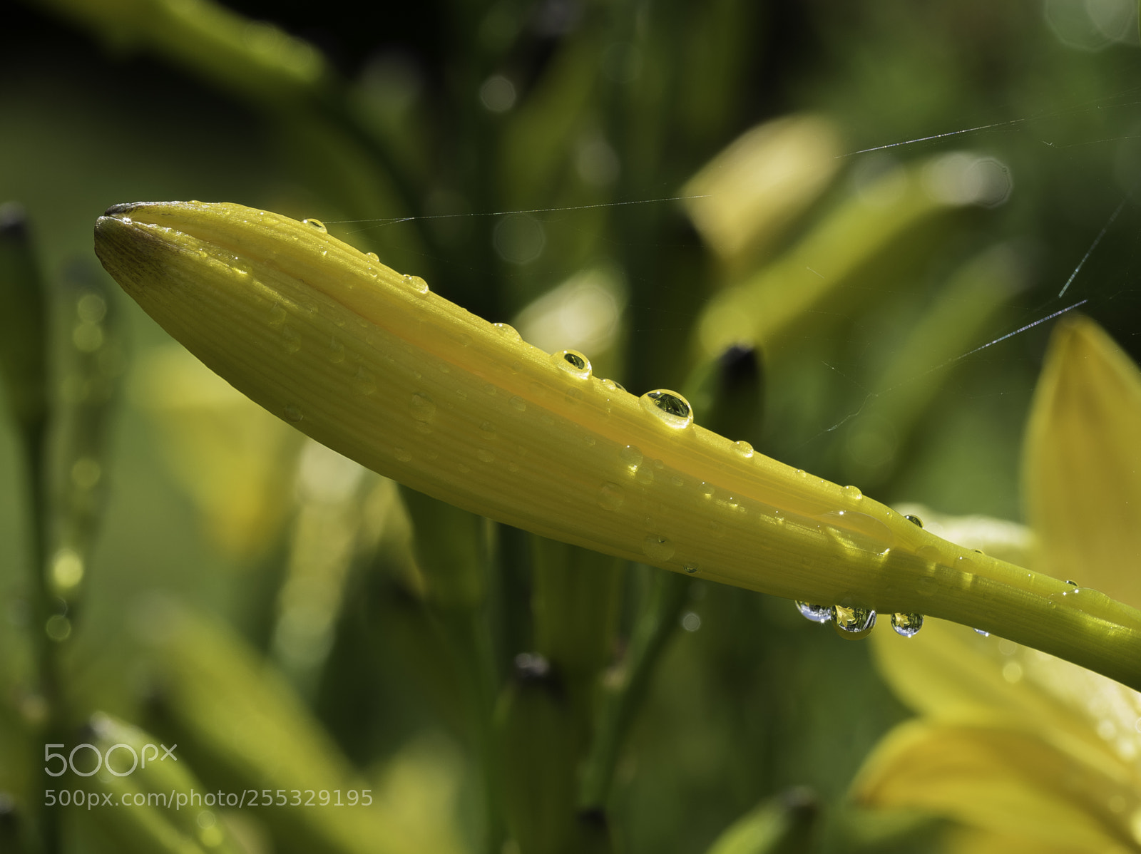 Nikon D5300 sample photo. Flower o photography