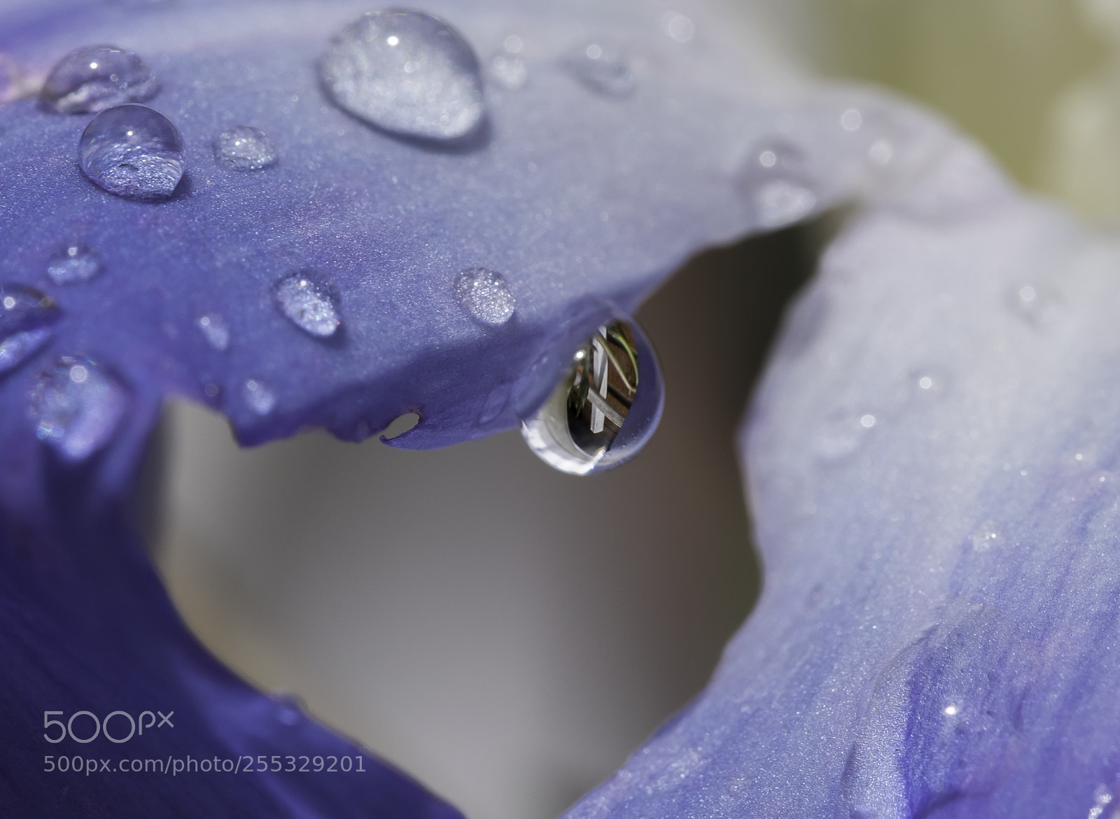 Nikon D5300 sample photo. Flower o photography