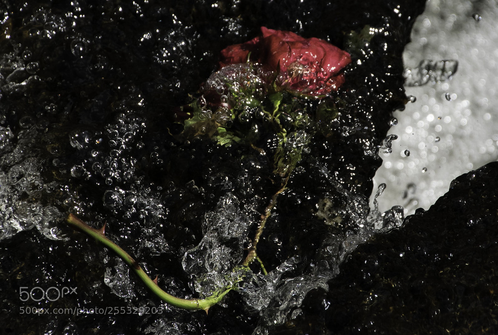 Nikon D5300 sample photo. Flower o photography
