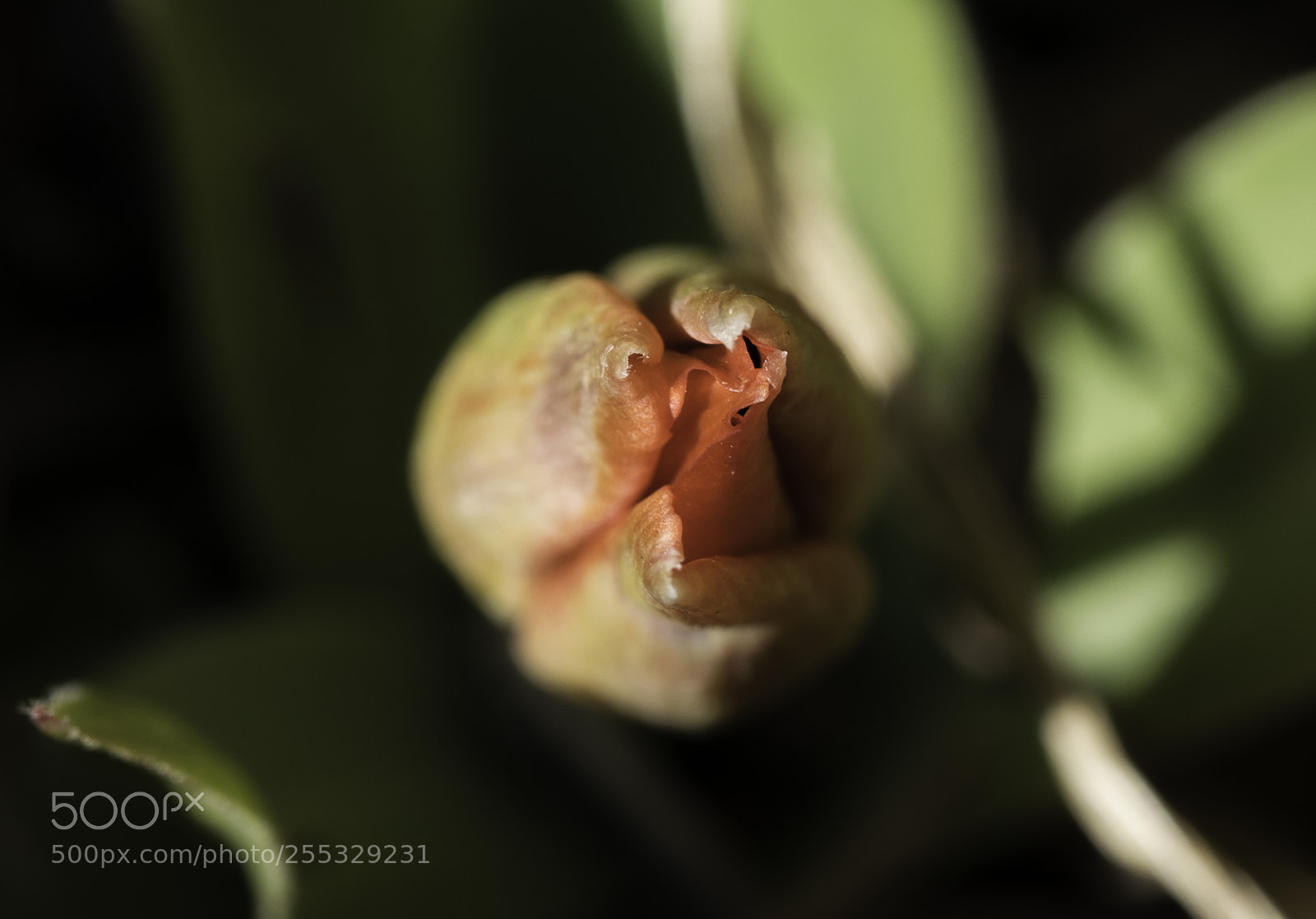Nikon D5300 sample photo. Flower o photography
