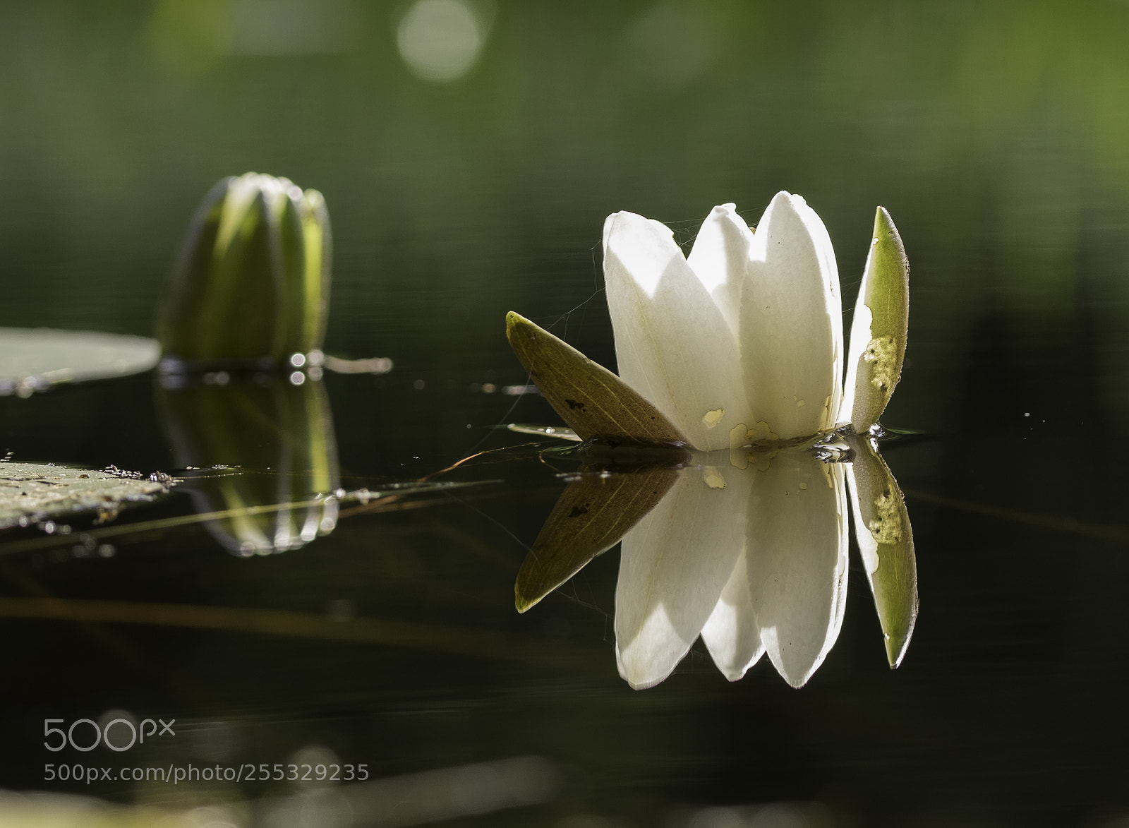 Nikon D5300 sample photo. Flower o photography