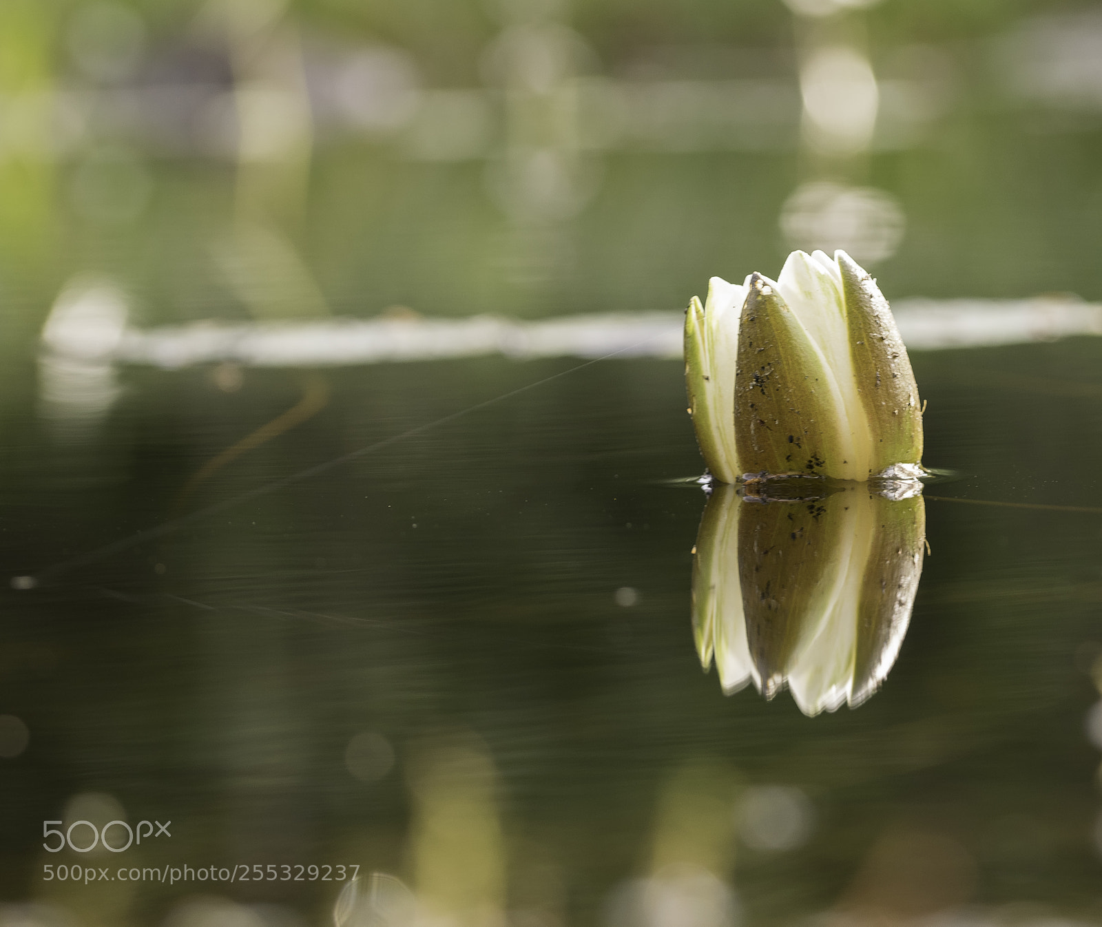 Nikon D5300 sample photo. Flower o photography