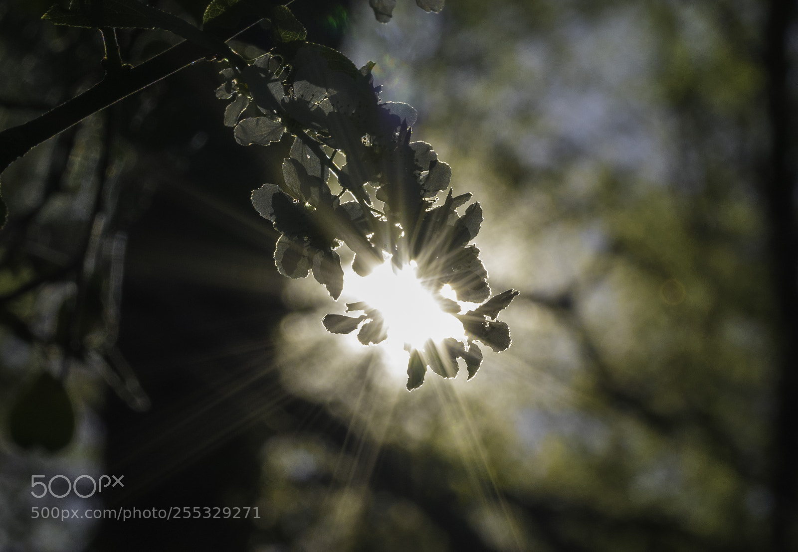 Nikon D5300 sample photo. Flower o photography