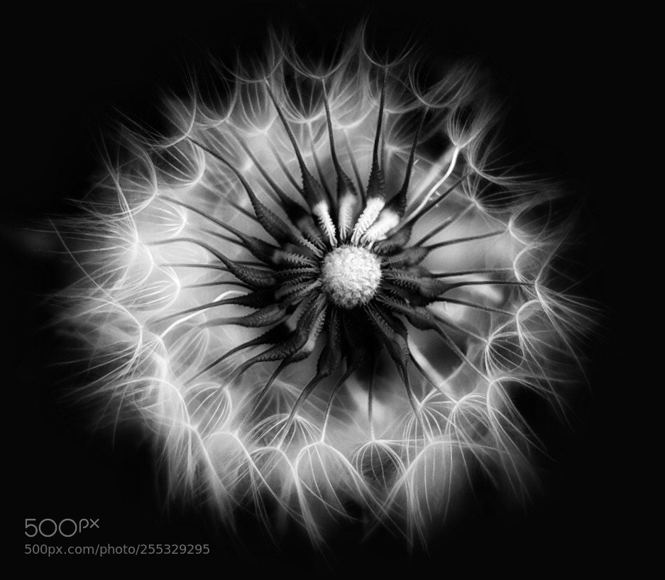 Fujifilm X20 sample photo. Dandelion  photography