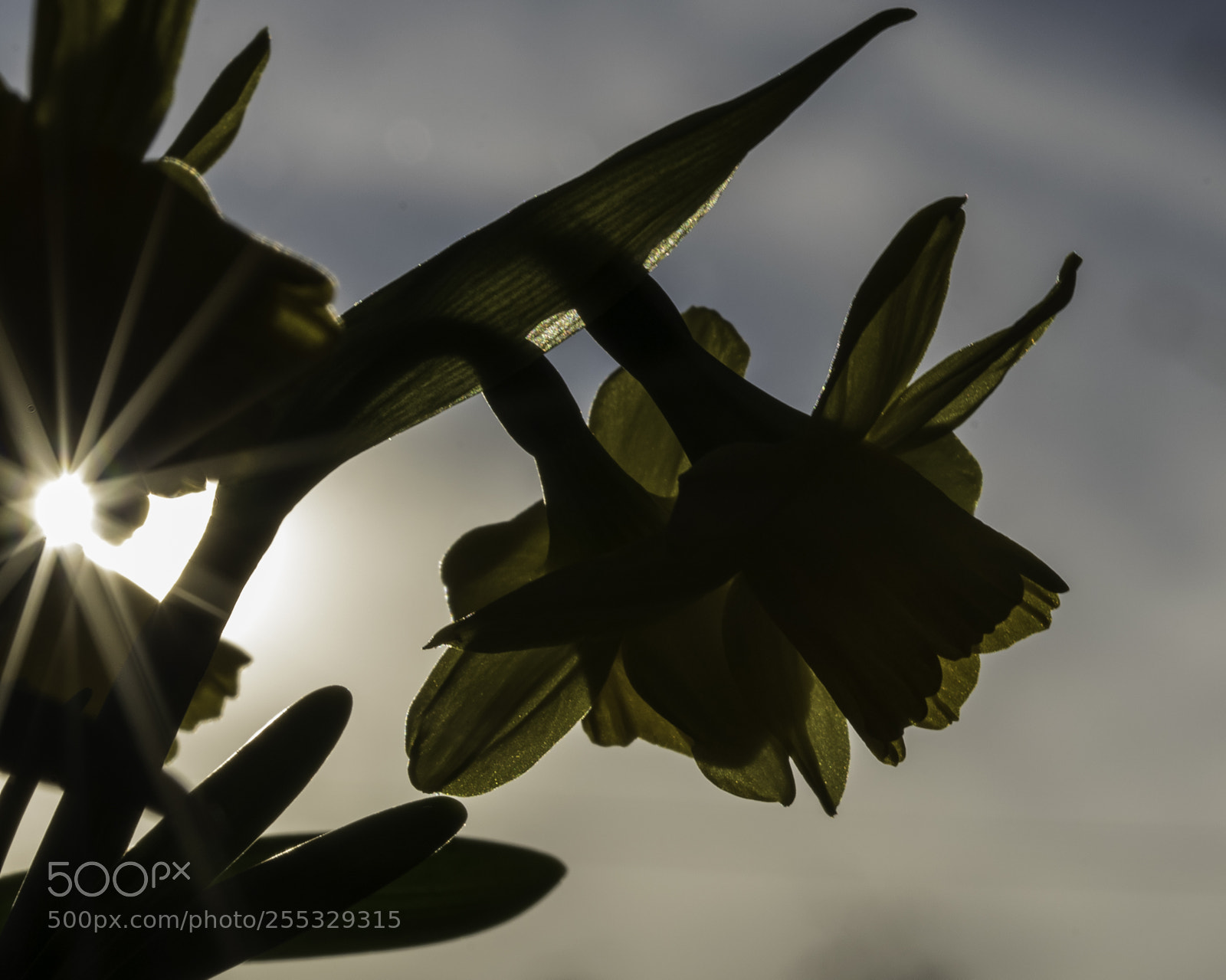 Nikon D5300 sample photo. Flower o photography