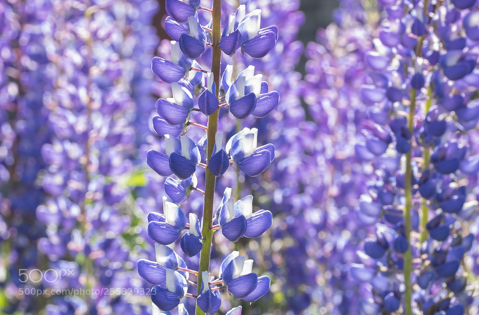 Nikon D5300 sample photo. Flower o photography