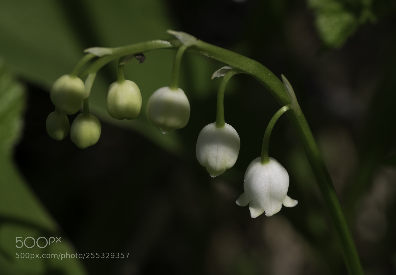 Nikon D5300 sample photo. Flower o photography