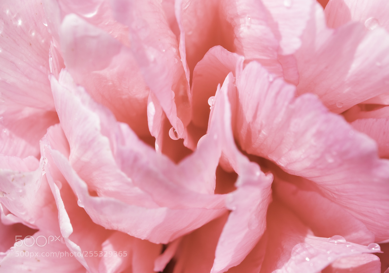 Nikon D5300 sample photo. Flower o photography