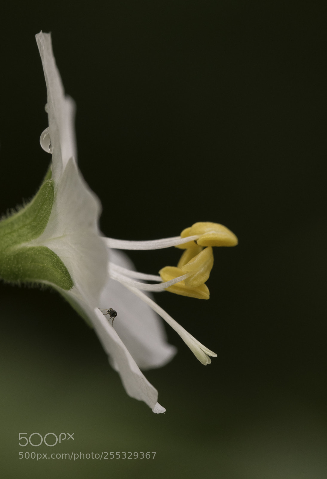 Nikon D5300 sample photo. Flower o photography