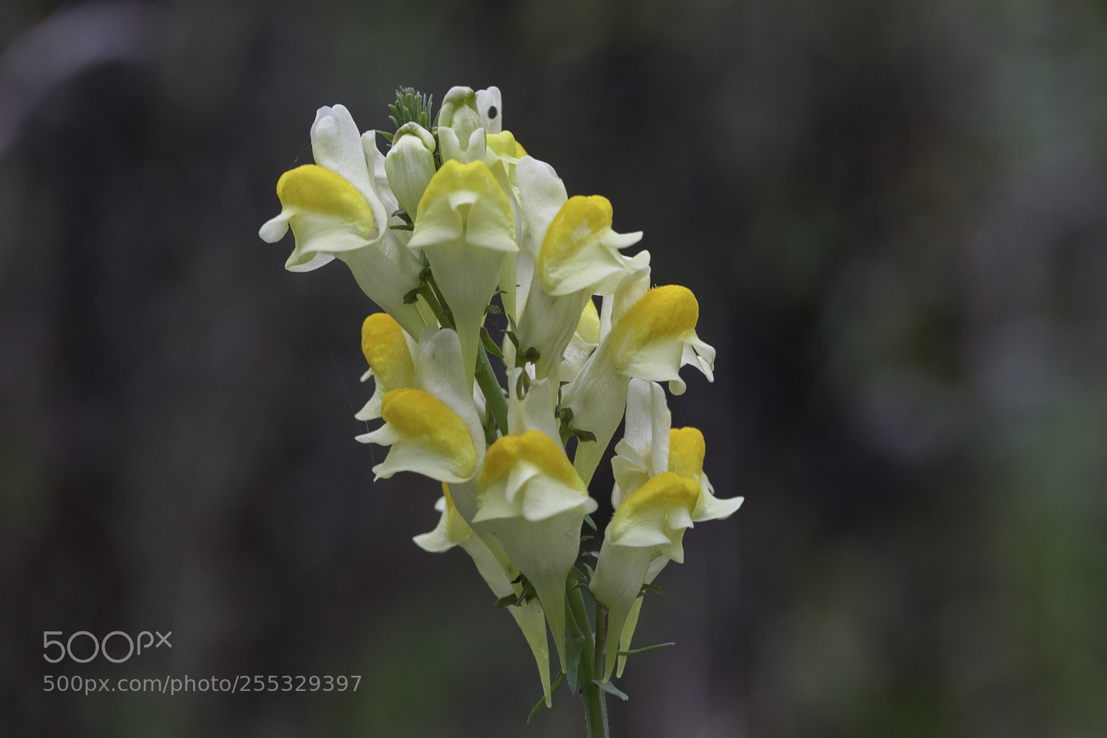 Nikon D5300 sample photo. Flower o photography