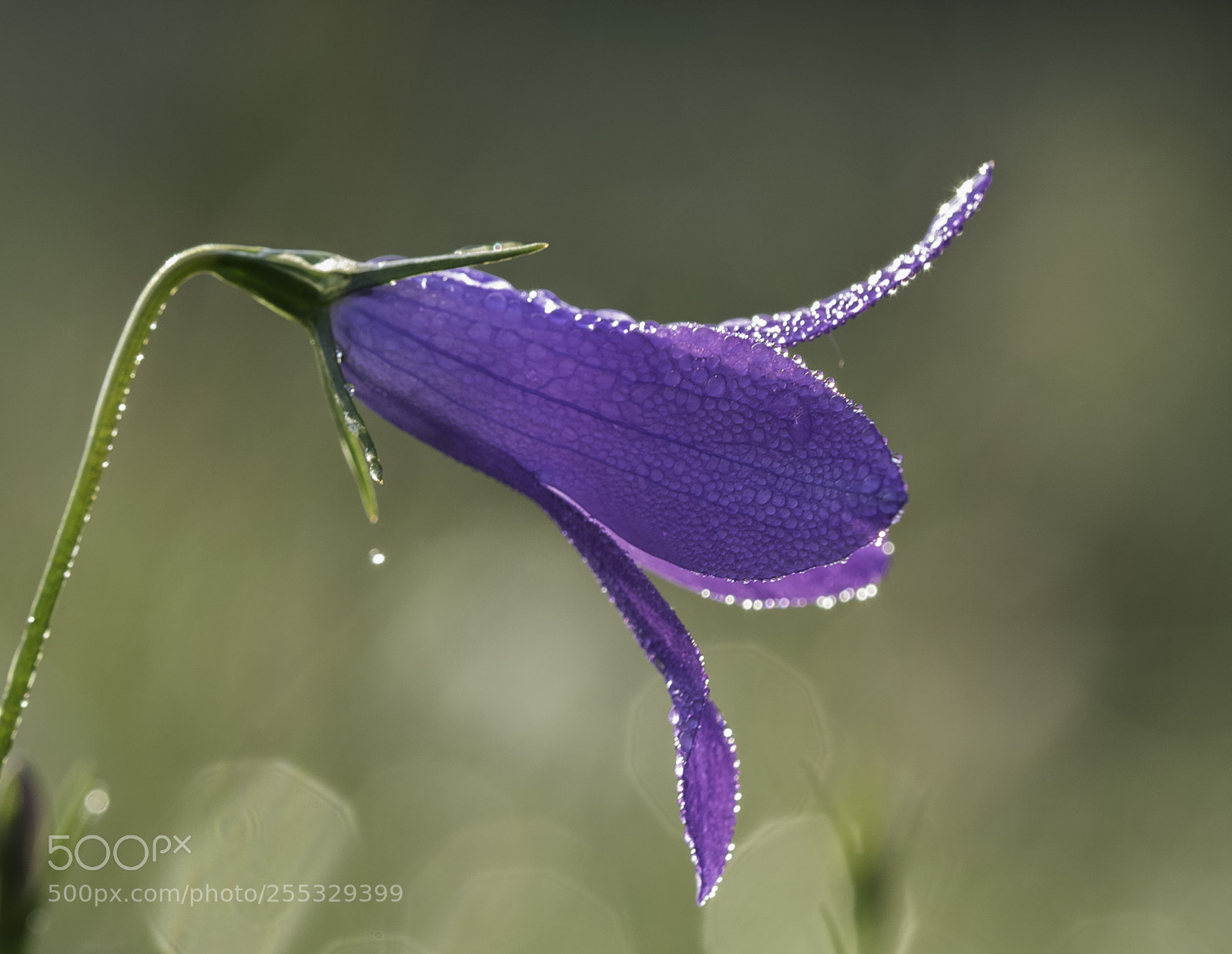 Nikon D5300 sample photo. Flower o photography