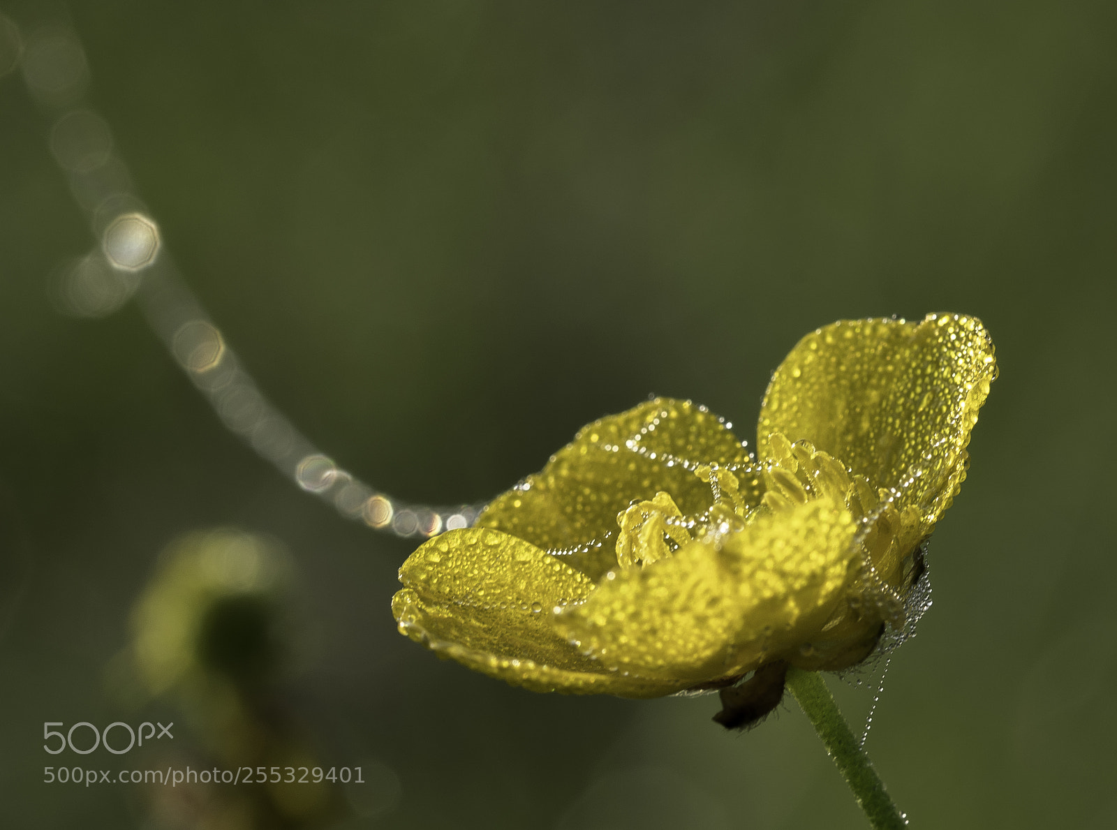 Nikon D5300 sample photo. Flower o photography