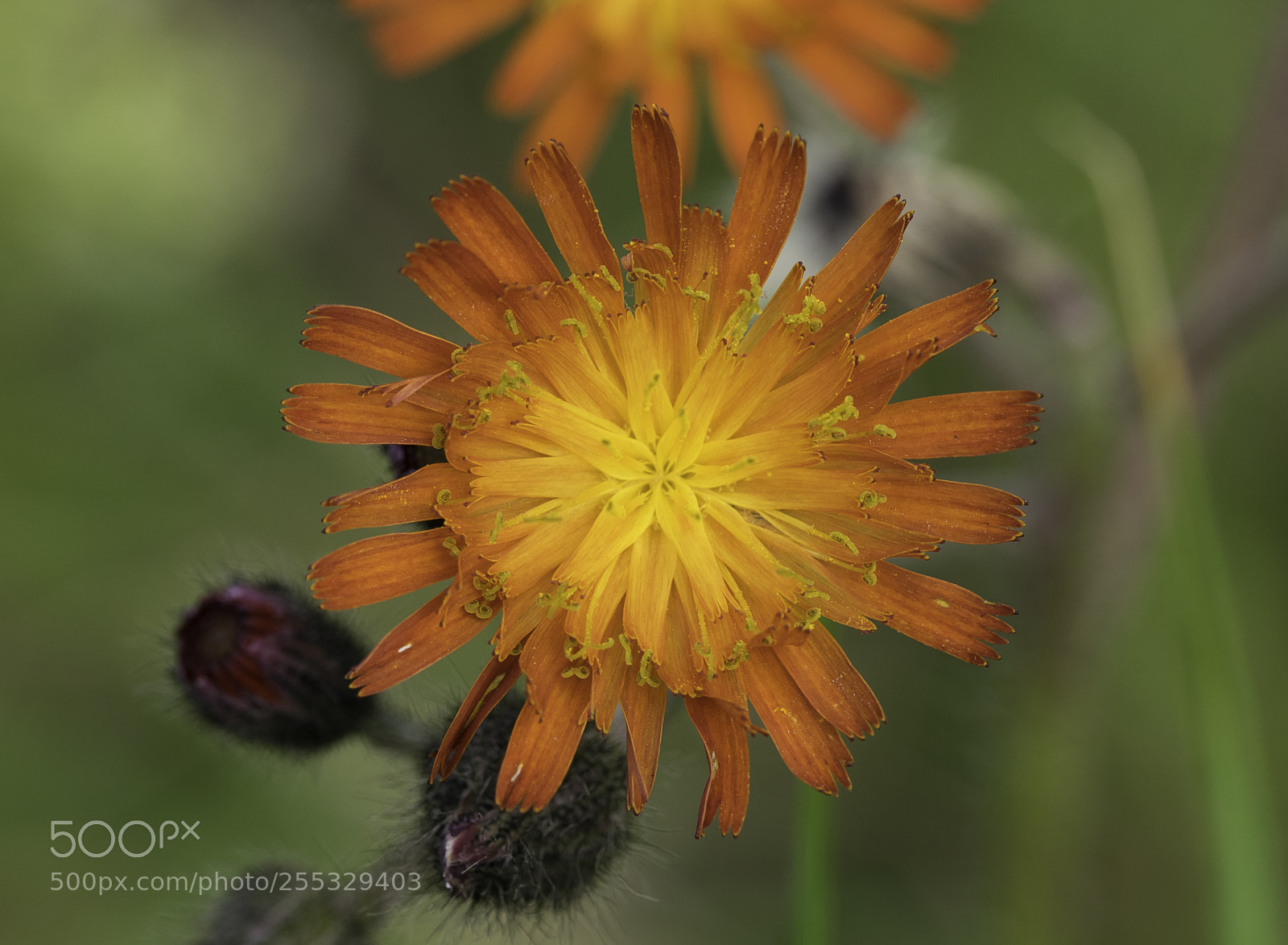 Nikon D5300 sample photo. Flower o photography