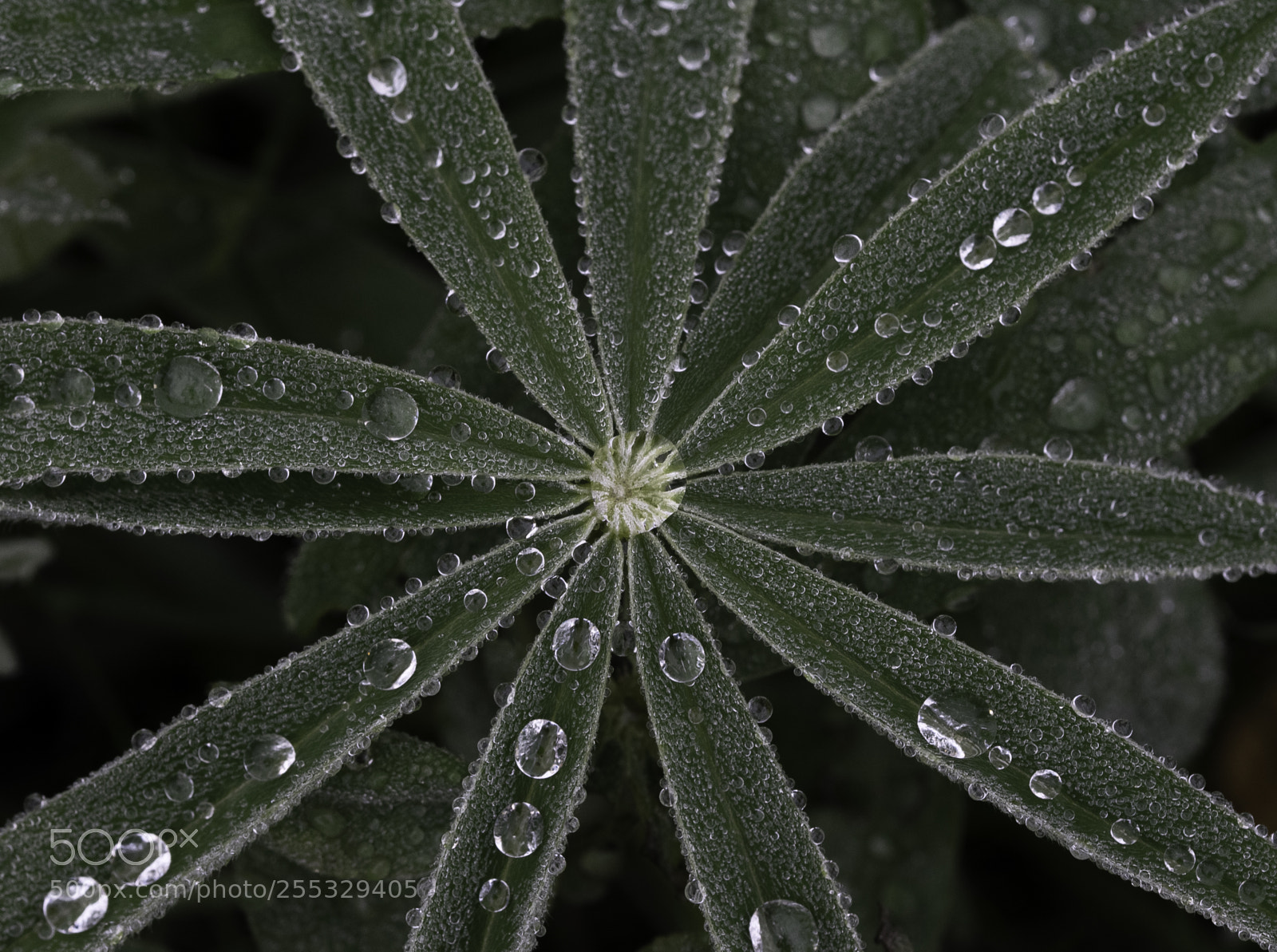 Nikon D5300 sample photo. Plant o photography